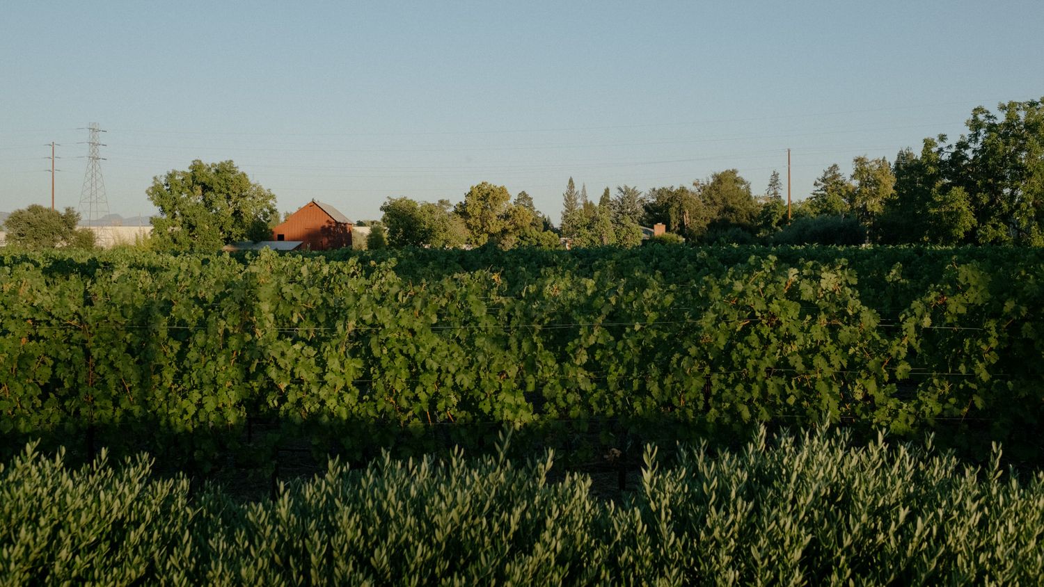 Lush green vineyard rows with red barn and trees under clear blue sky in a scenic rural landscape.