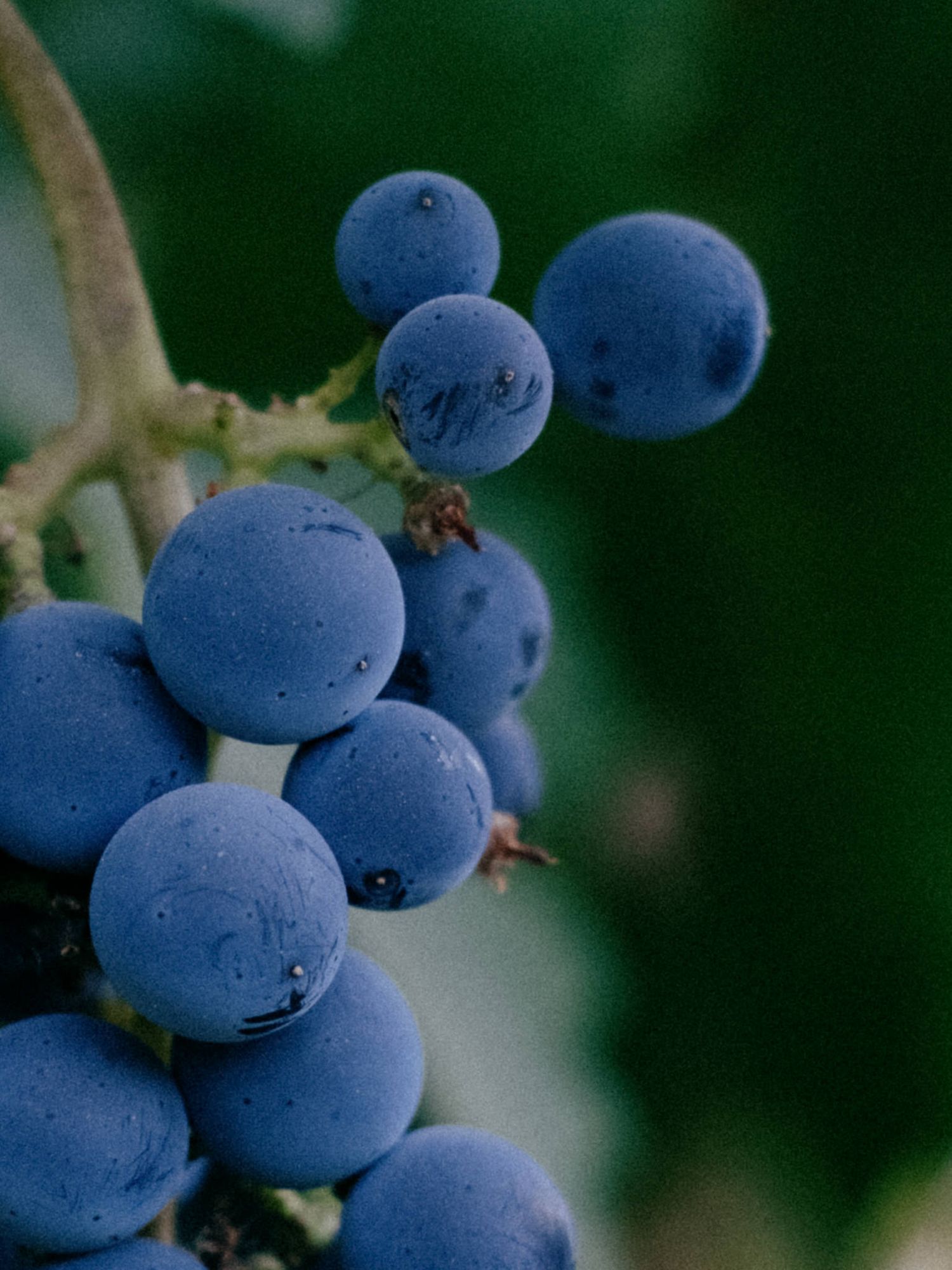 Close-up of ripe blue grapes on the vine with water droplets, set against a blurred green background.