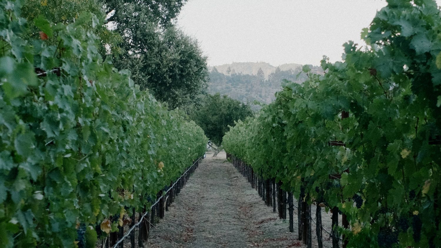 Lush green vineyard rows with grapevines stretching into the distance, surrounded by trees under a cloudy sky.