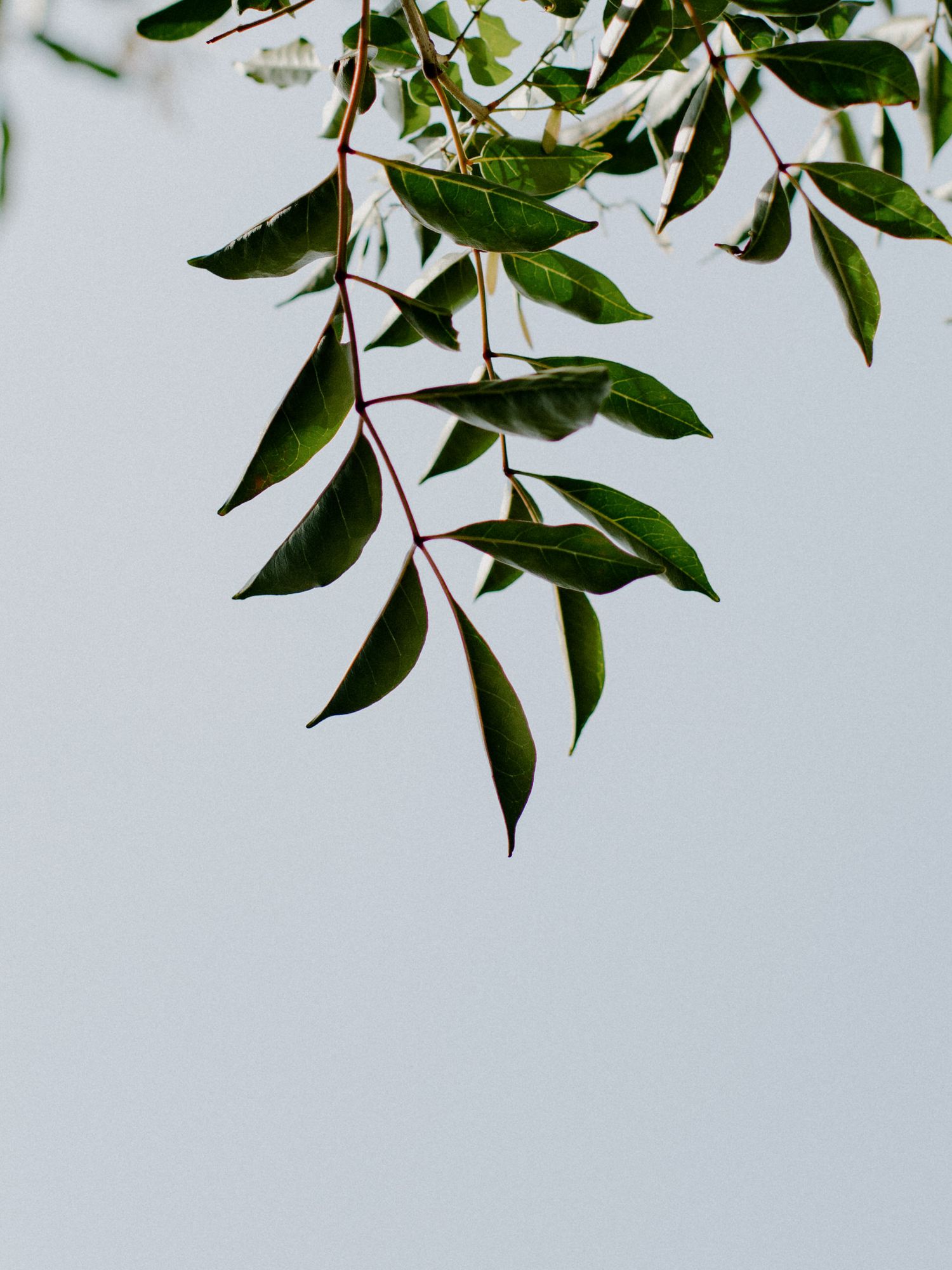 Green leaves and branches from a tree hang down against a bright white background.