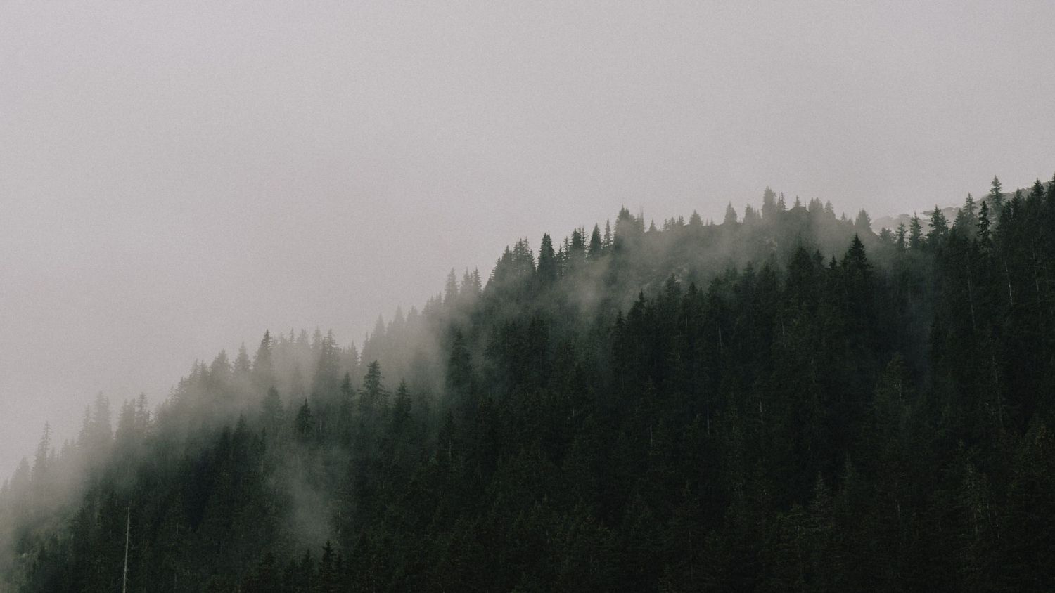 Misty fog rolls over a dense evergreen forest mountainside creating an atmospheric moody landscape.
