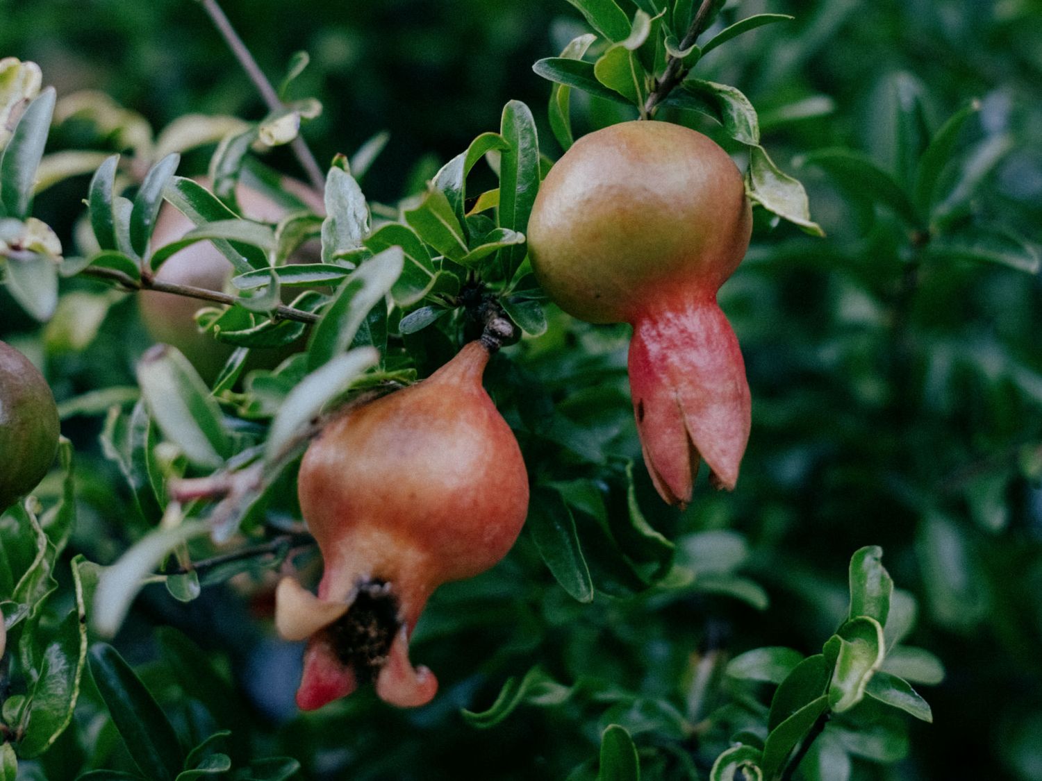Close-up of ripe pomegranates growing on a lush green tree branch, showcasing vibrant red and green fruit in nature.