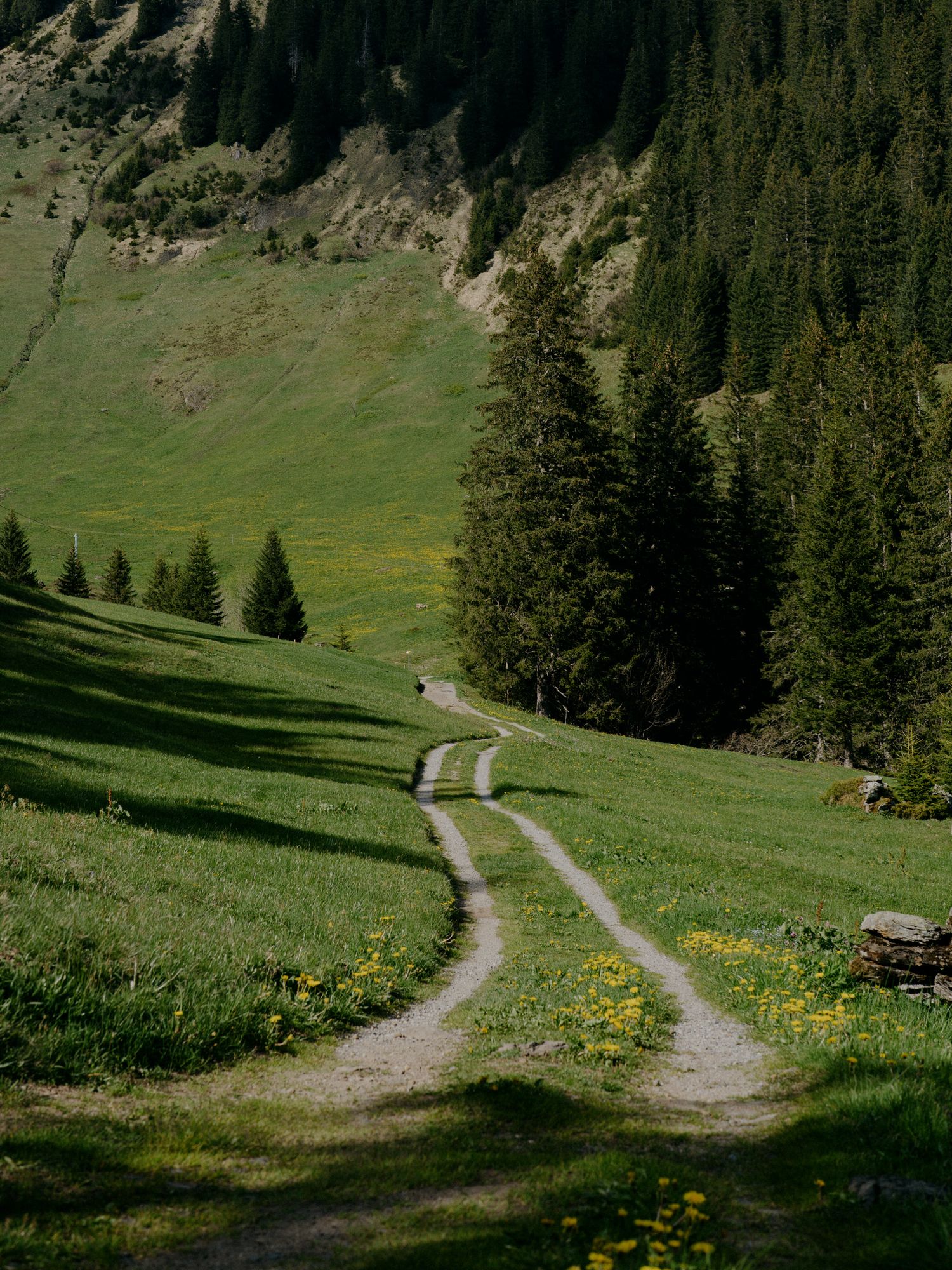 A winding dirt path through green alpine meadows with yellow wildflowers and evergreen forests in the mountains.