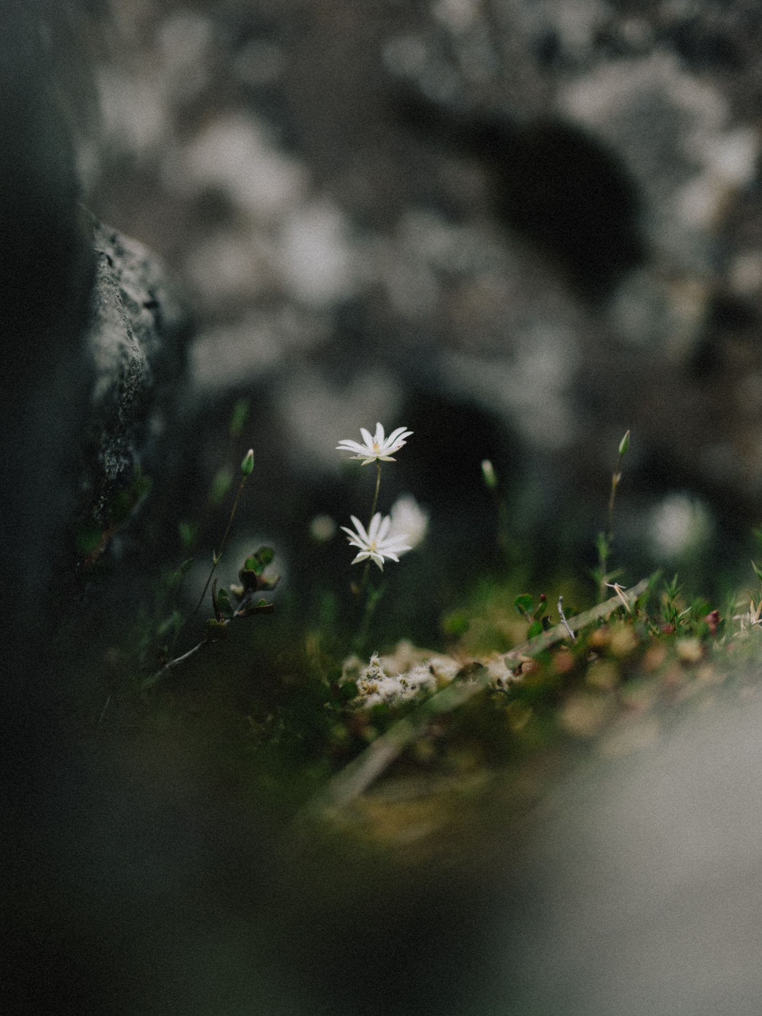 A delicate white daisy flower in soft focus against a dark blurred background with moody lighting.