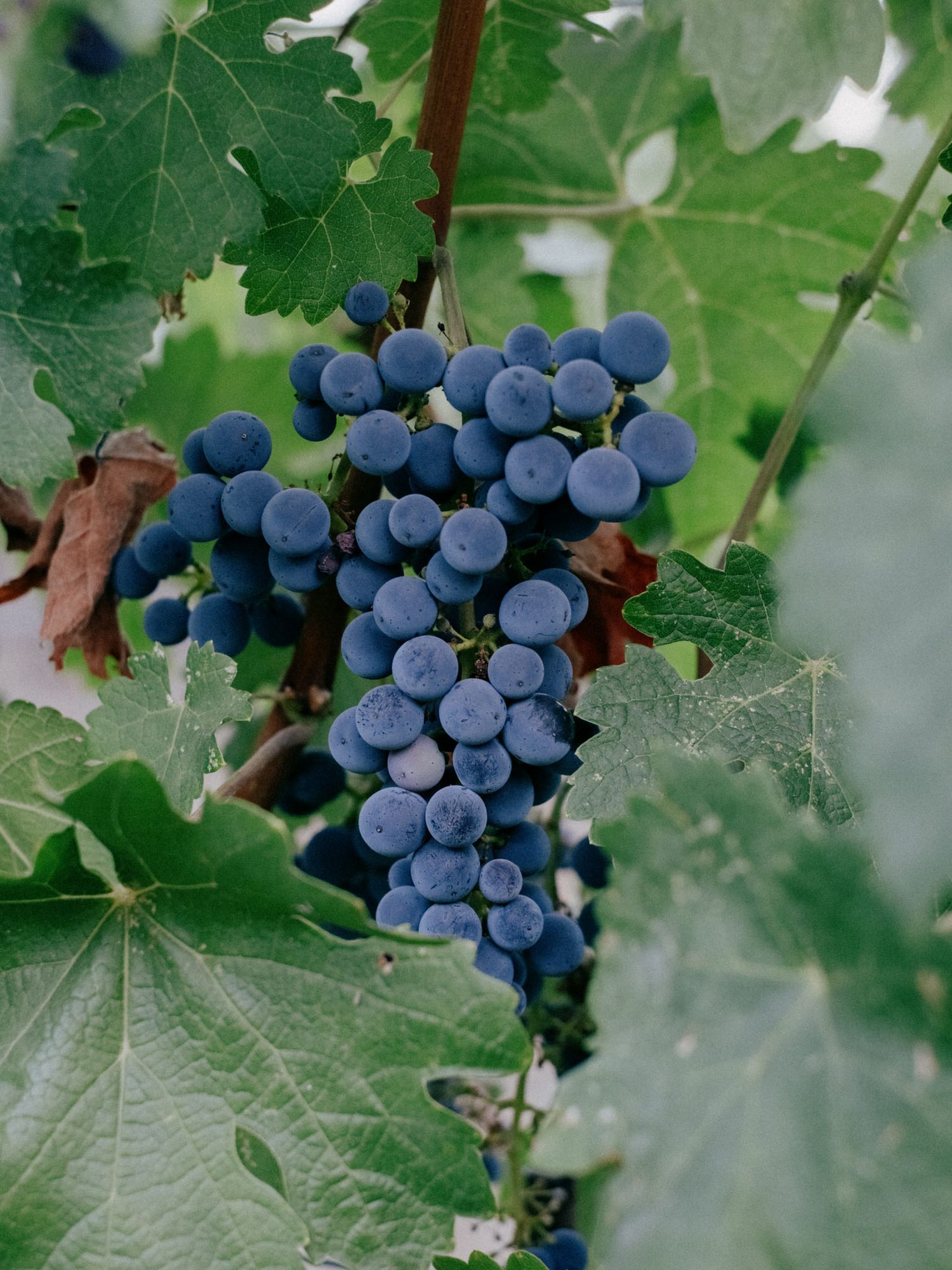 Ripe blue-purple grape cluster hanging on a vine surrounded by green leaves in a vineyard.