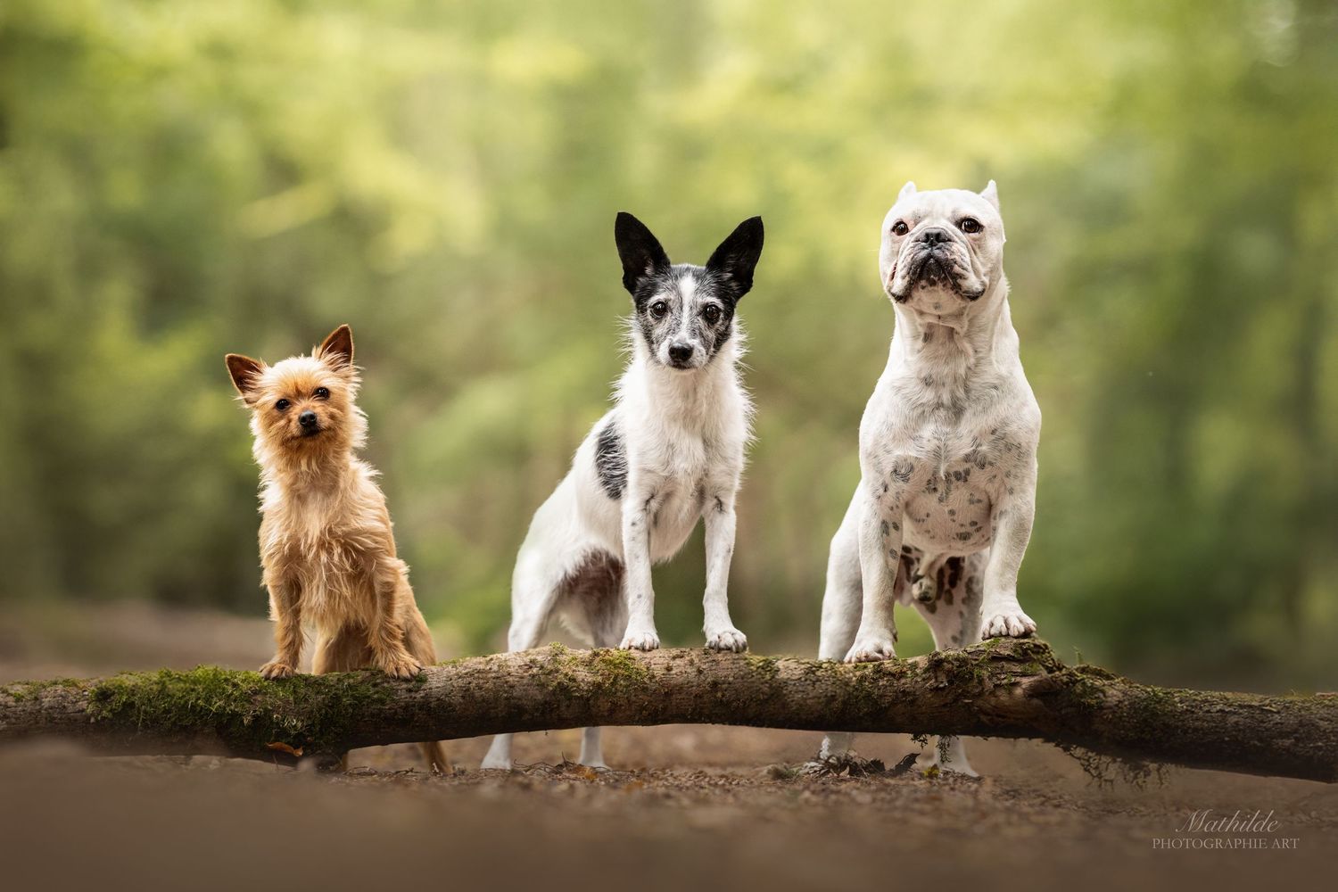 photographe chien
séance photo chien
photographie animaux de compagnie
portrait de chien
photo chien extérieur
photographe Drôme Valence