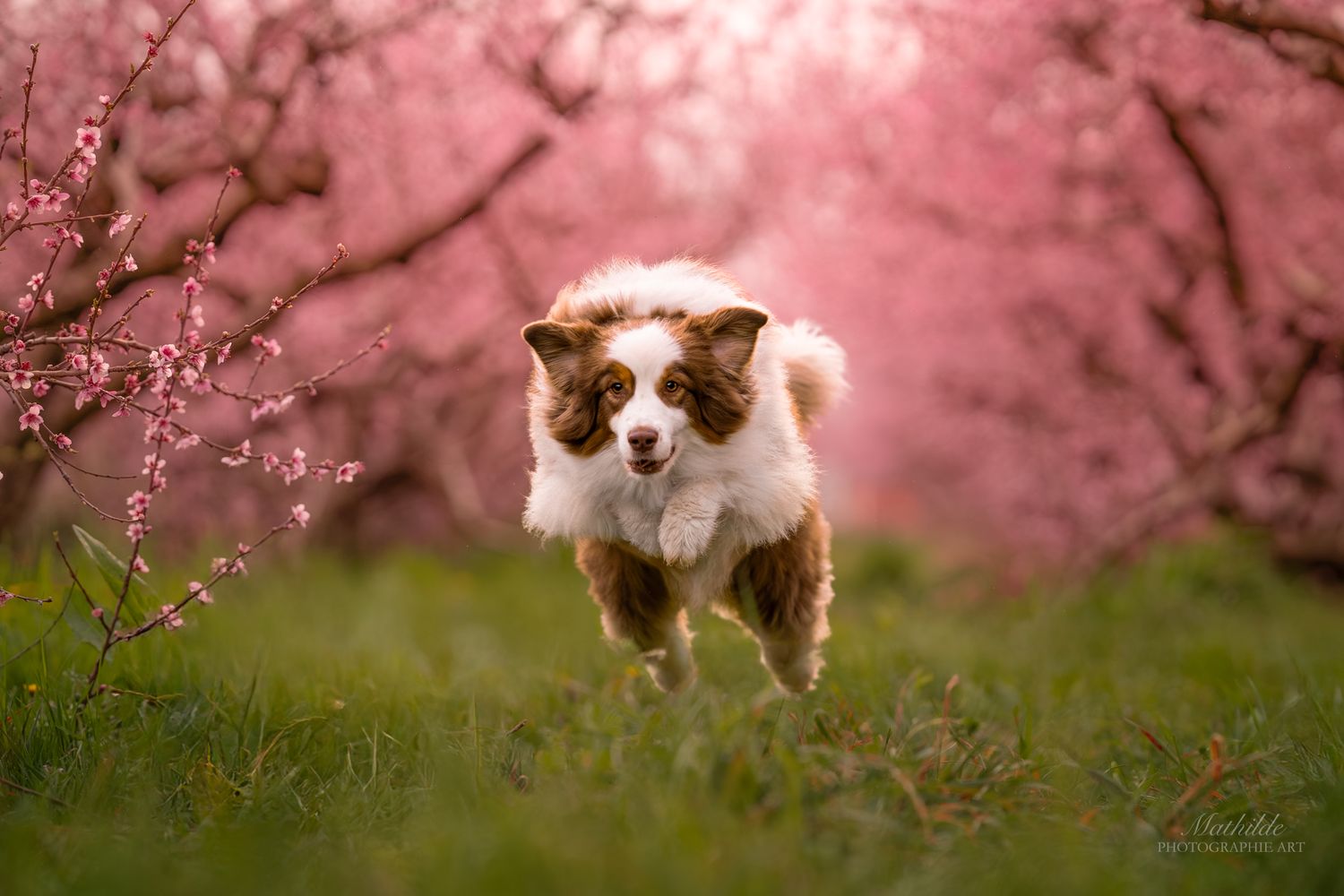 photographe chien
séance photo chien
photographie animaux de compagnie
portrait de chien
photo chien extérieur
photographe Drôme Valence