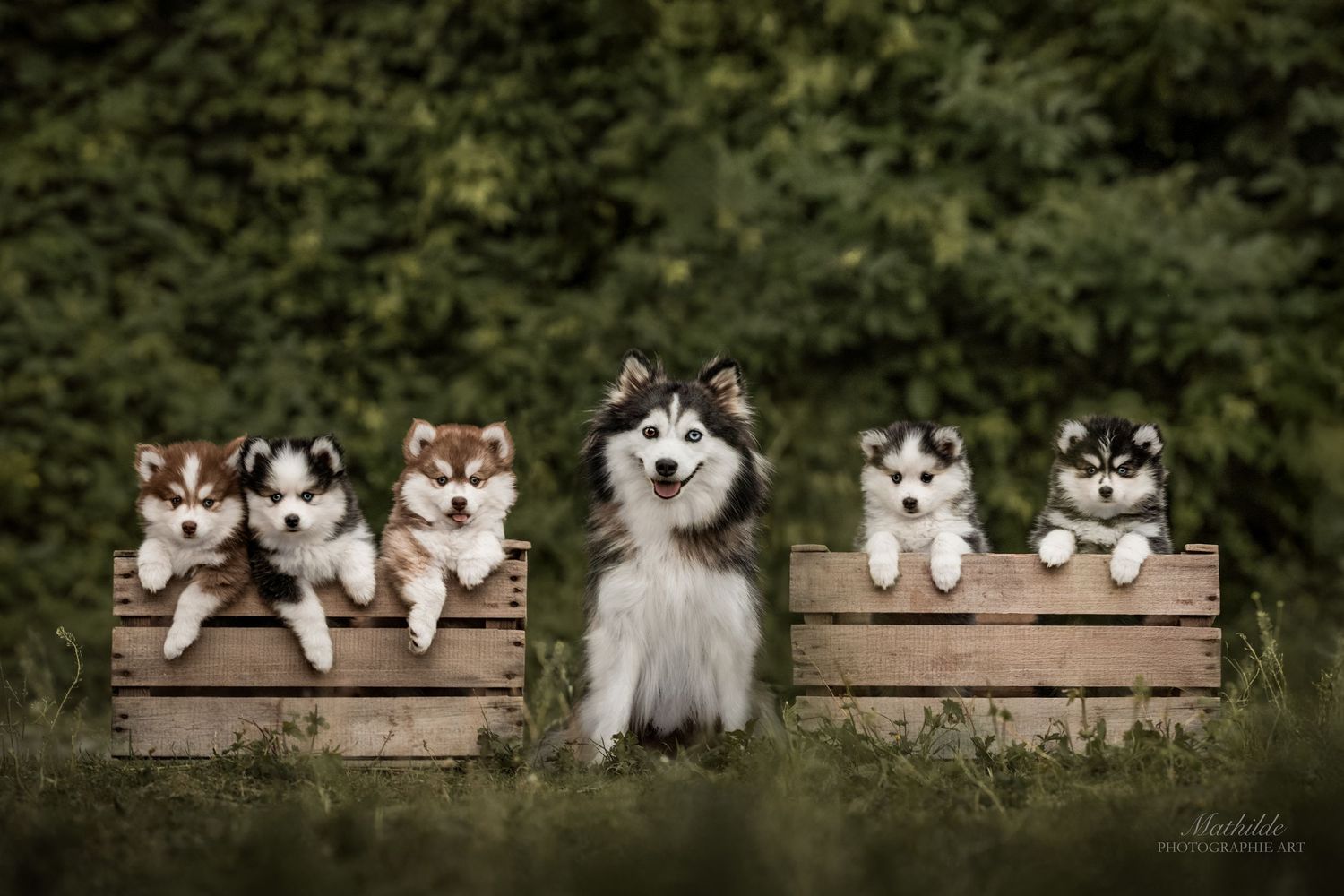 photographe chien
séance photo chien
photographie animaux de compagnie
portrait de chien
photo chien extérieur
photographe Drôme Valence