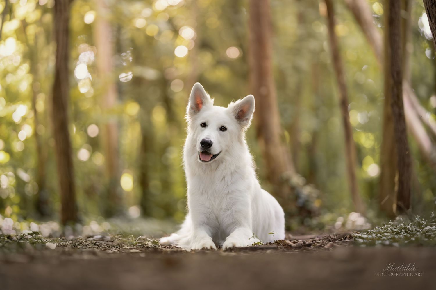 photographe chien
séance photo chien
photographie animaux de compagnie
portrait de chien
photo chien extérieur
photographe Drôme Valence