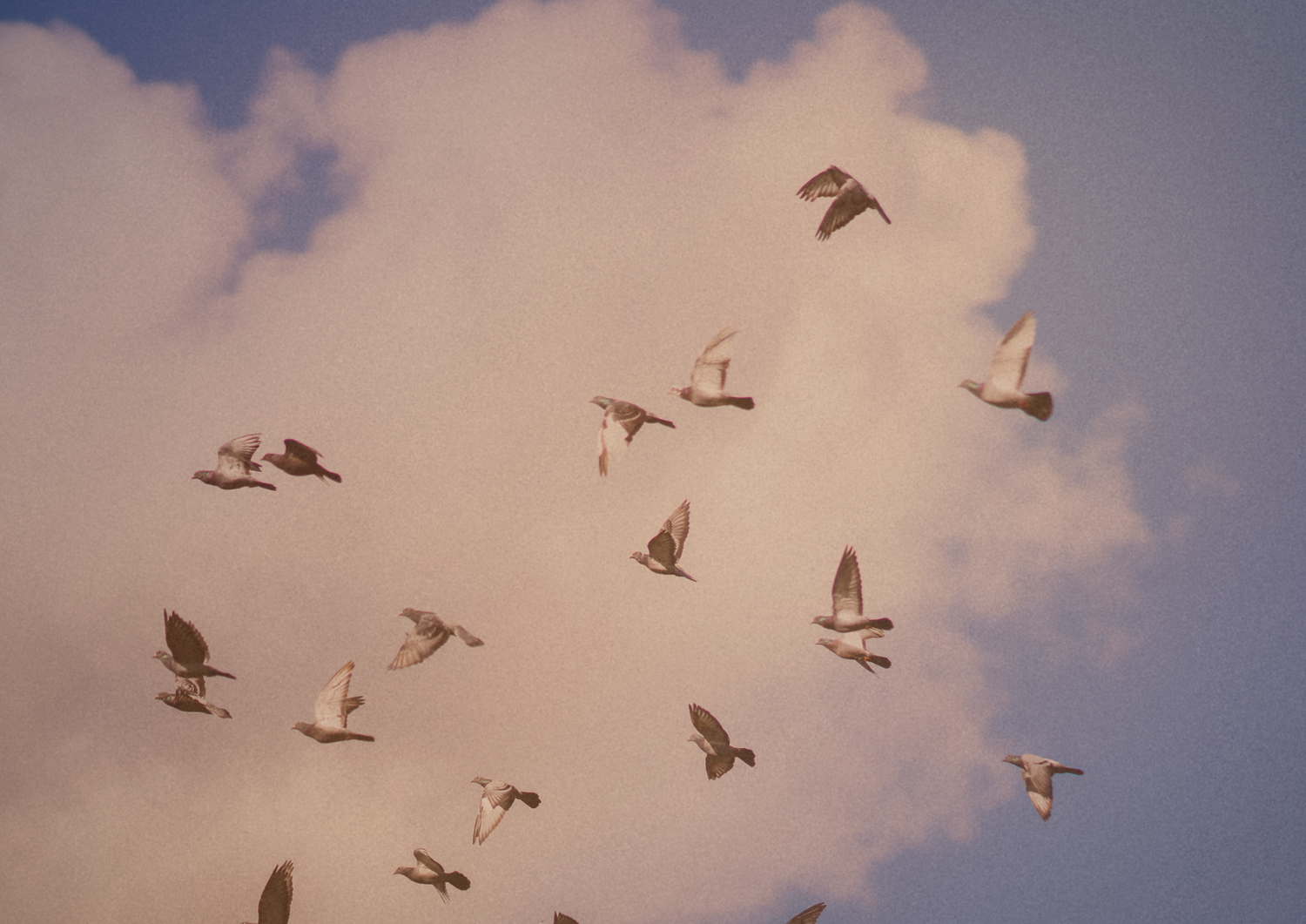 Vögel fliegen in blauem Himmel vor einer Wolke