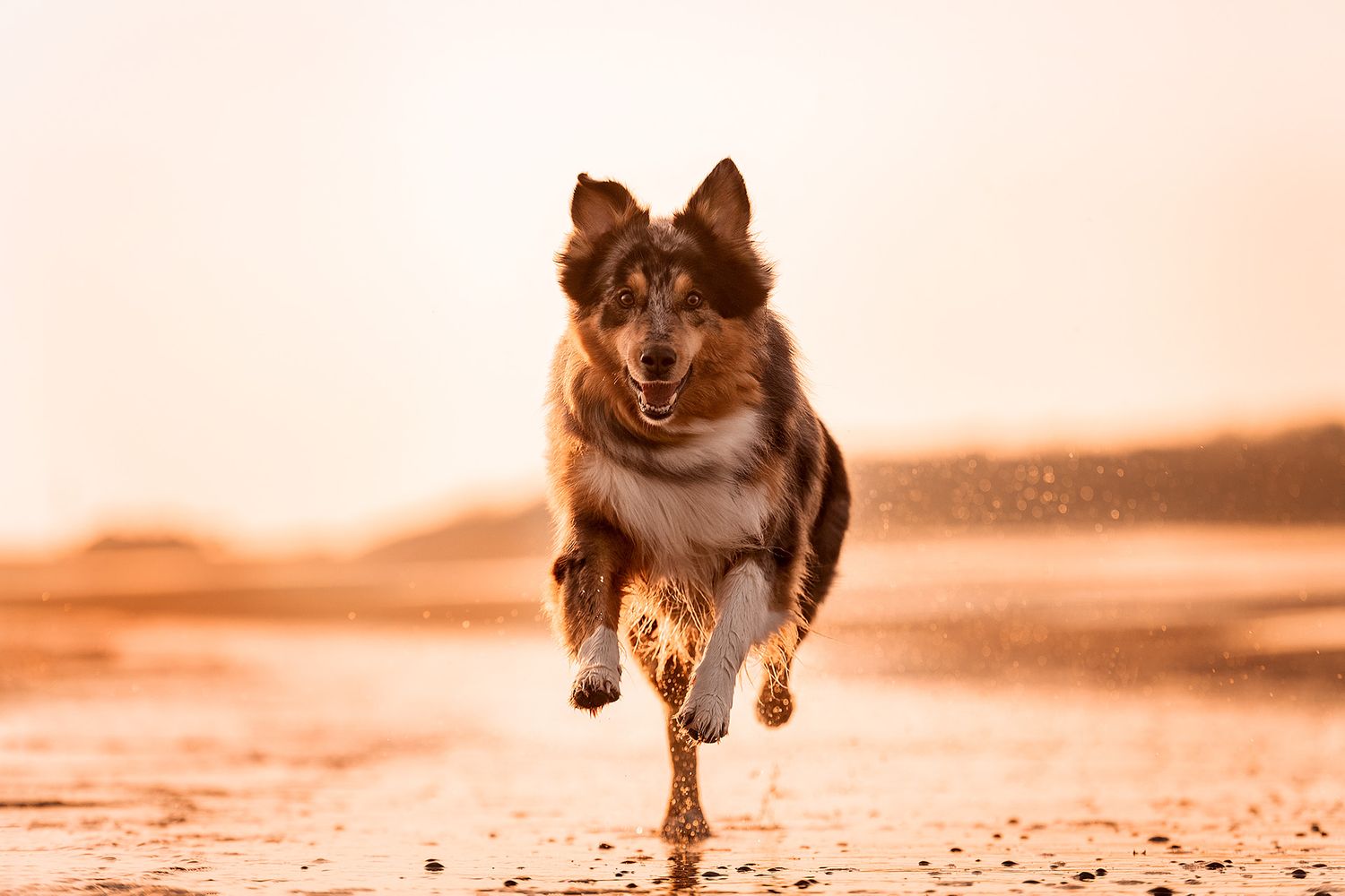 Australian Shepard Hund läuft durchs Meer im Sonnenaufgang