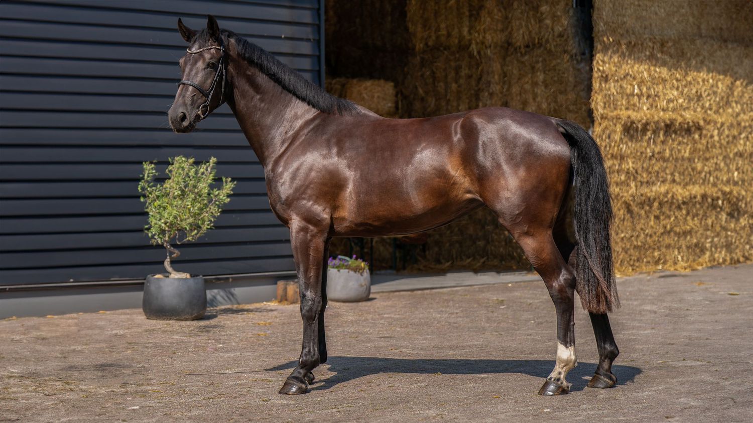 A panoramic view shows a dark thoroughbred horse being led along an indoor stable walkway.