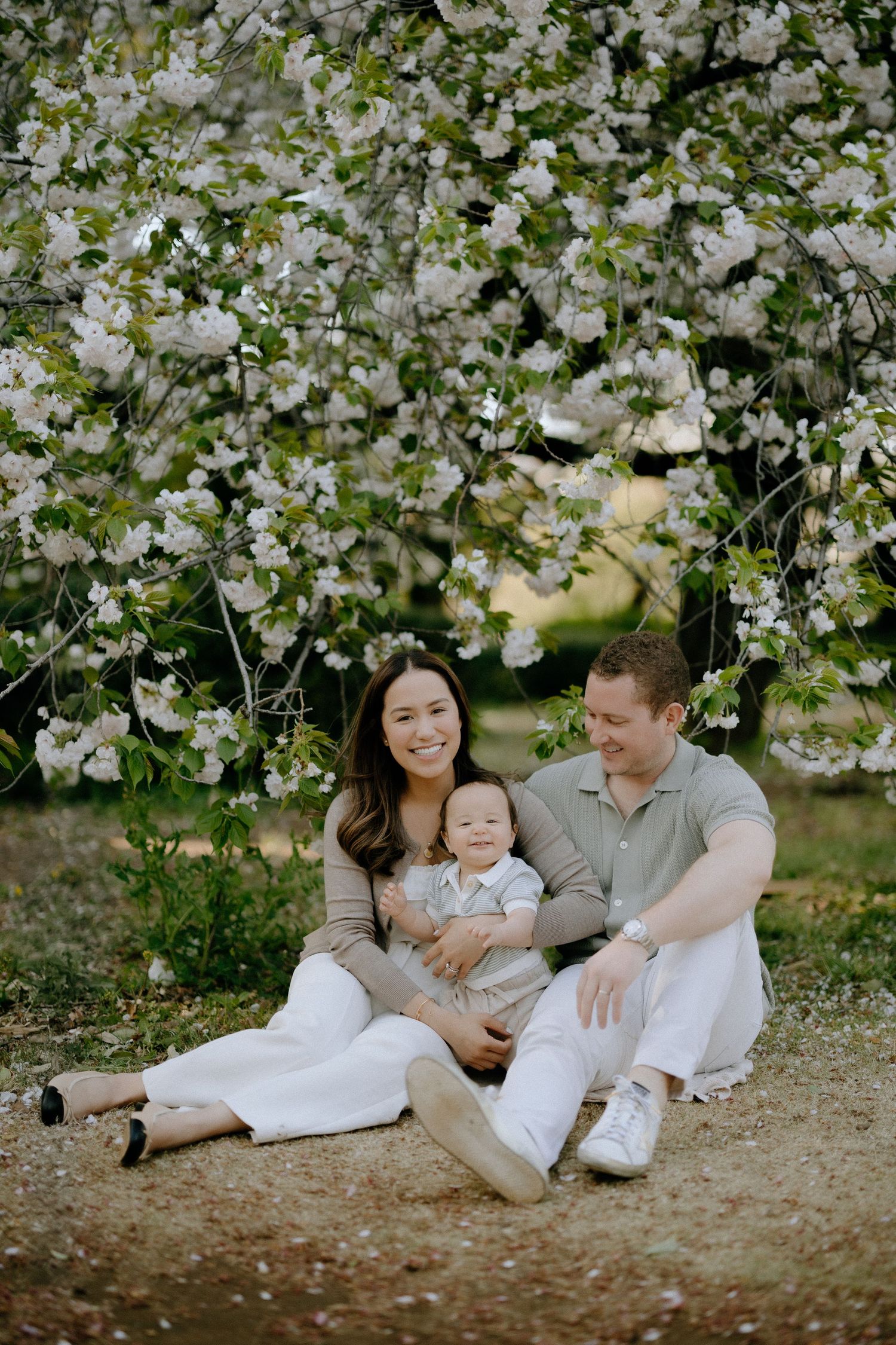 A family sits together under blooming white cherry blossom trees in springtime.