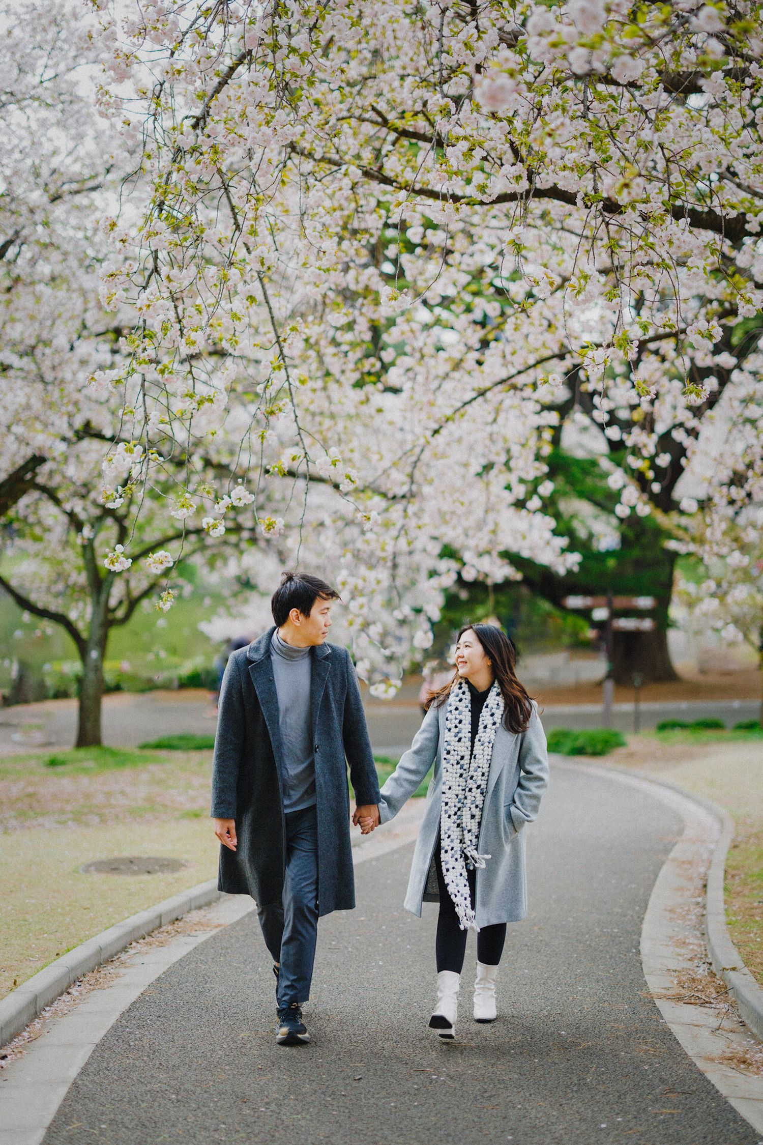 A couple walks hand in hand along a path under blooming cherry blossom trees in spring.