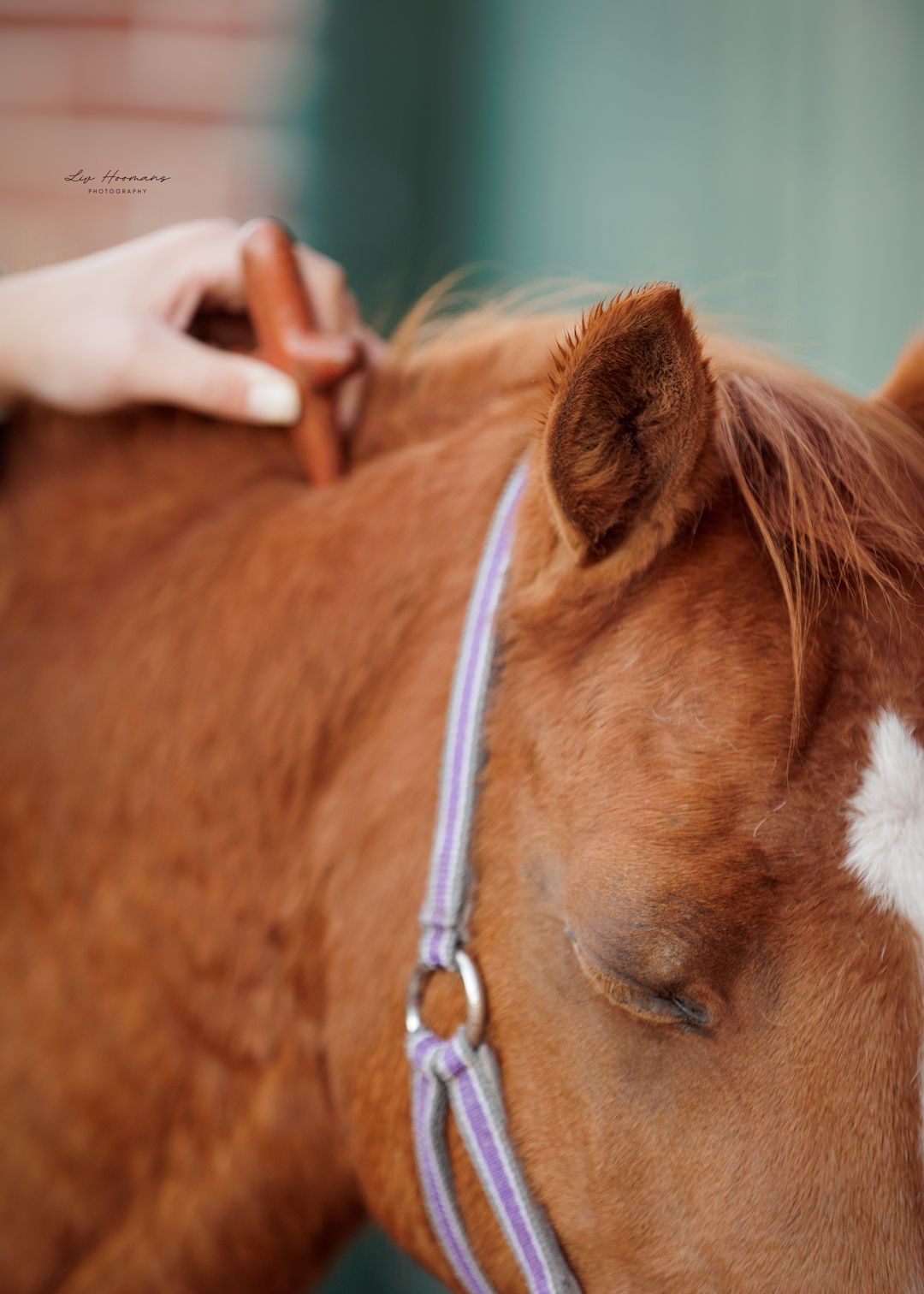 Liefdevolle paardenfotografie - LivHoomansPhotography - DeHippischeBeeldbank
