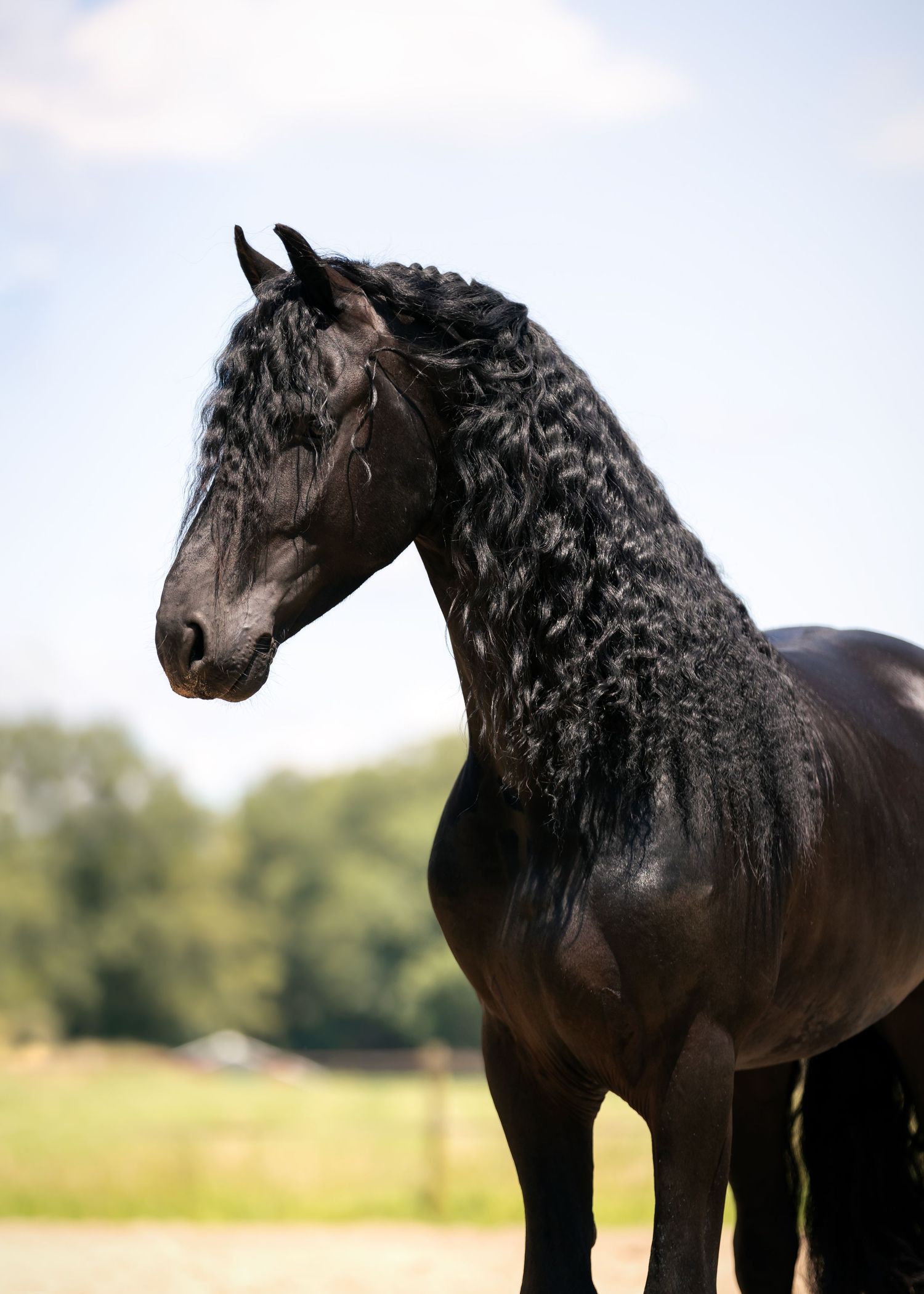 Liefdevolle paardenfotografie Twente - LivHoomansPhotography