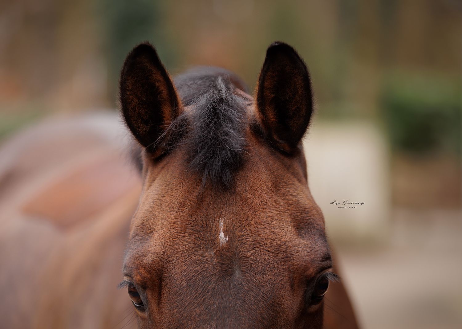 Liefdevolle paardenfotografie Twente - LivHoomansPhotography