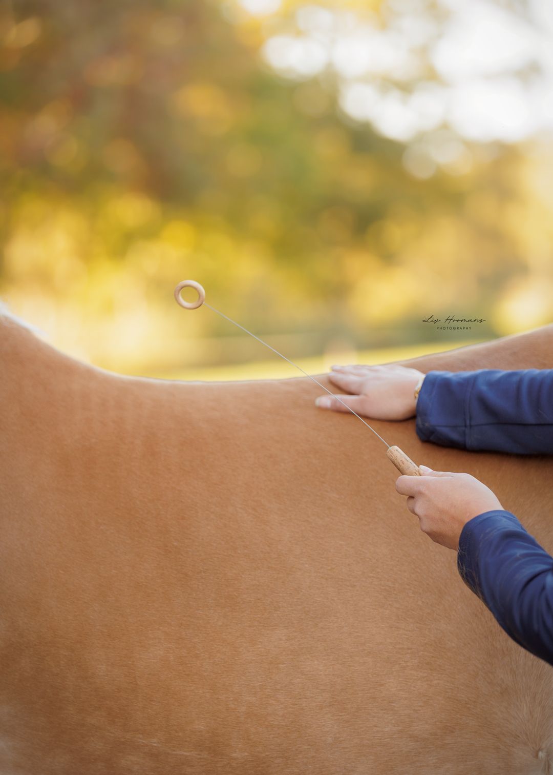 Liefdevolle paardenfotografie - LivHoomansPhotography - DeHippischeBeeldbank