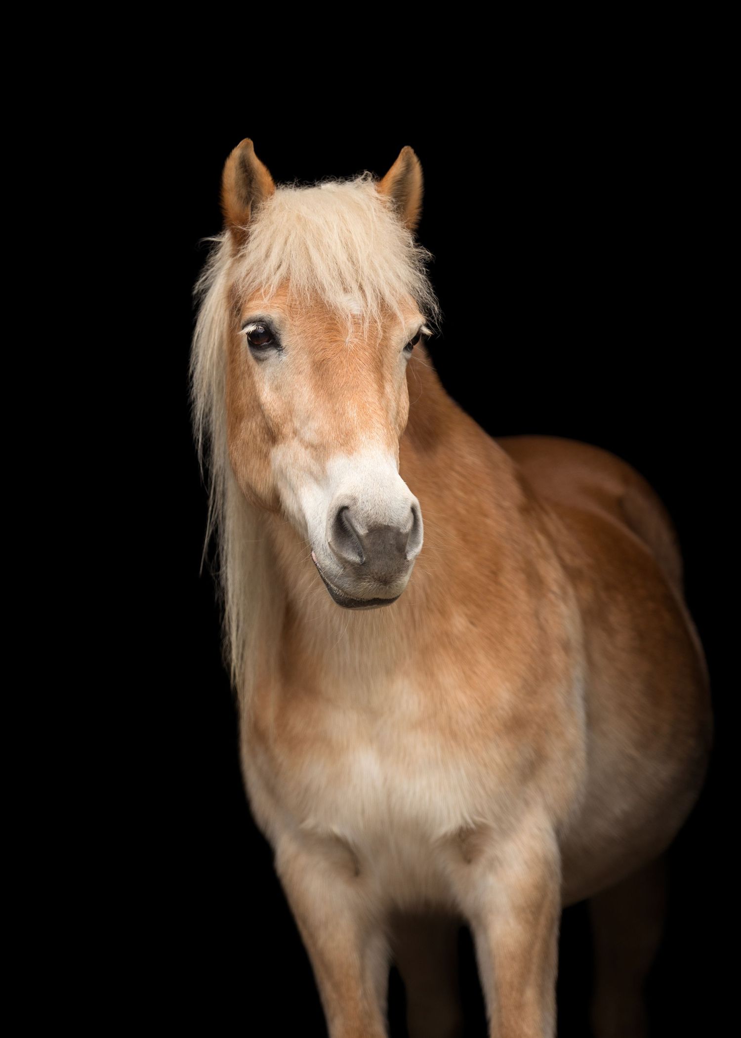 Liefdevolle paardenfotografie Twente - LivHoomansPhotography