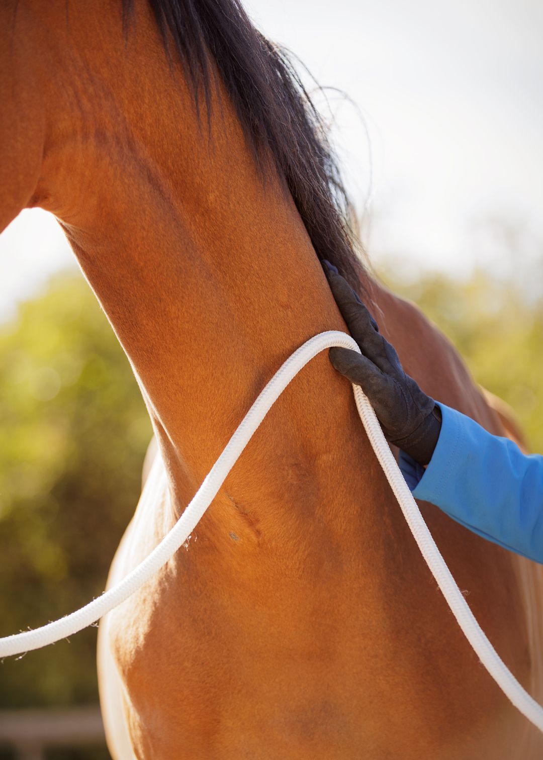 Liefdevolle paardenfotografie - LivHoomansPhotography - DeHippischeBeeldbank
