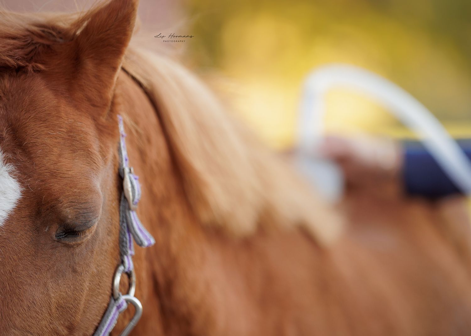 Liefdevolle paardenfotografie - LivHoomansPhotography - DeHippischeBeeldbank