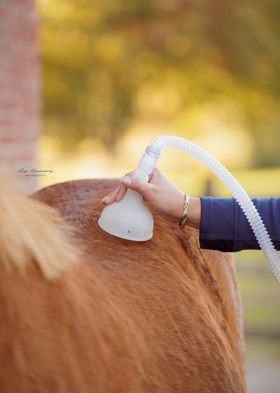 Zakelijke paardenfotografie Twente - LivHoomansPhotography
