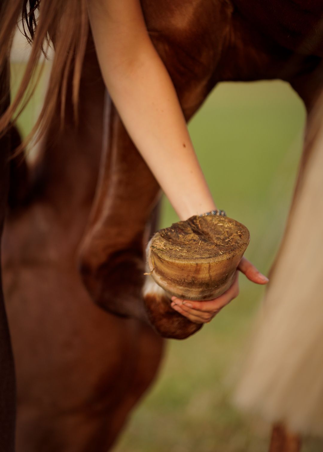 Liefdevolle paardenfotografie - LivHoomansPhotography - DeHippischeBeeldbank