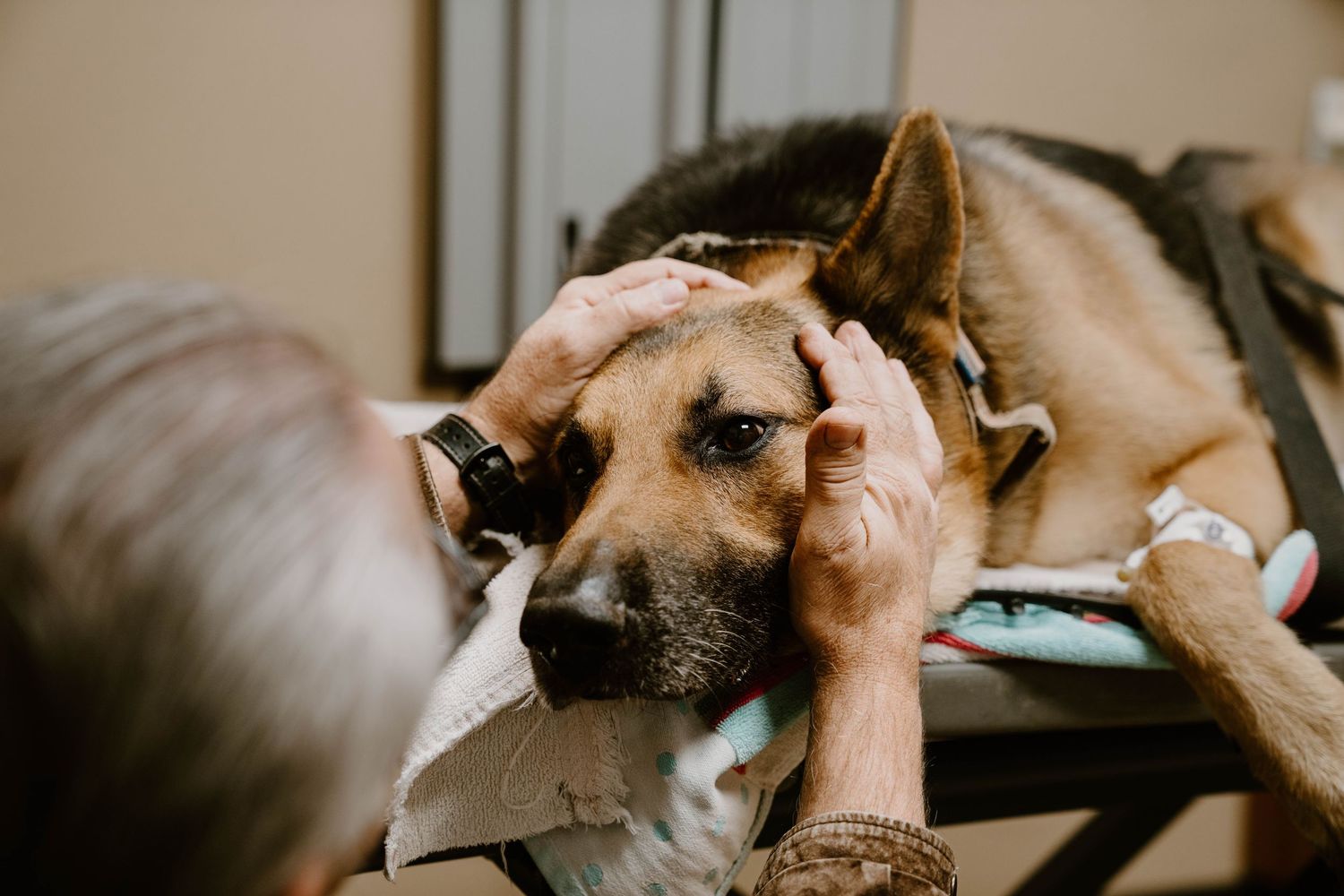 A series of close-up shots showing gentle interactions between hands and a sleeping dog's face.