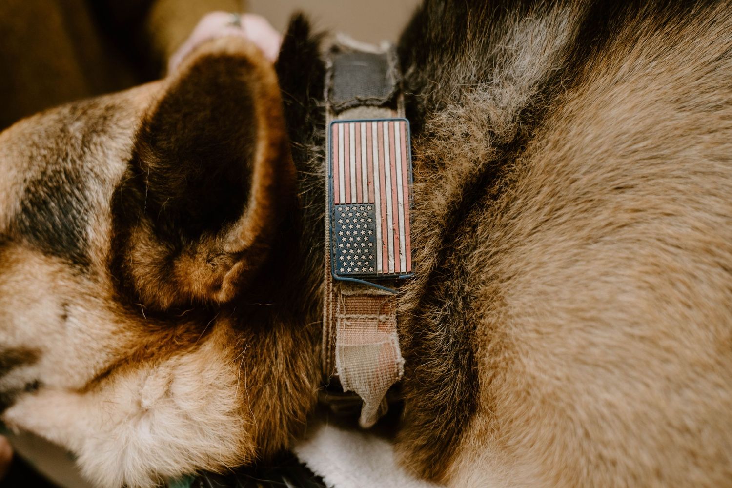 A close-up macro photograph of a German Shepherd dog's eye showing intricate detail and warm brown coloring.