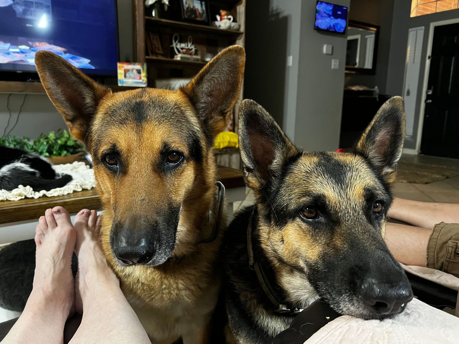 Two German Shepherd mix dogs with black and tan coloring sitting close together on a couch at home.