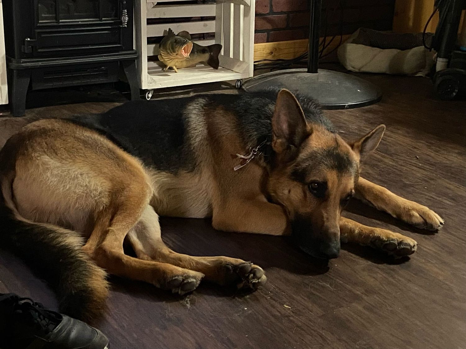 German Shepherd dog lies relaxed on dark hardwood floor in home interior.