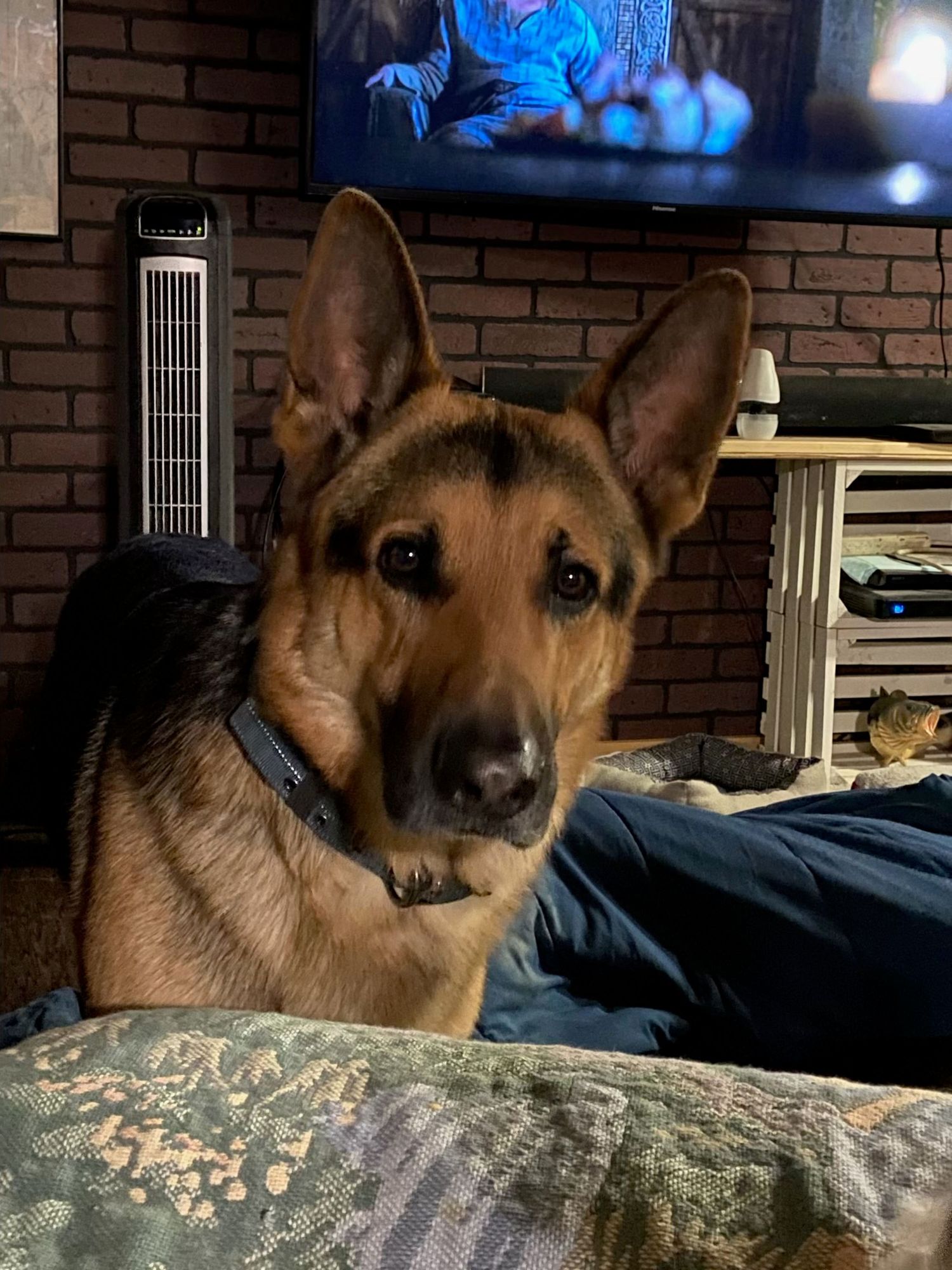 A German Shepherd mix dog rests on a patterned couch cushion with a brick wall backdrop in low lighting.