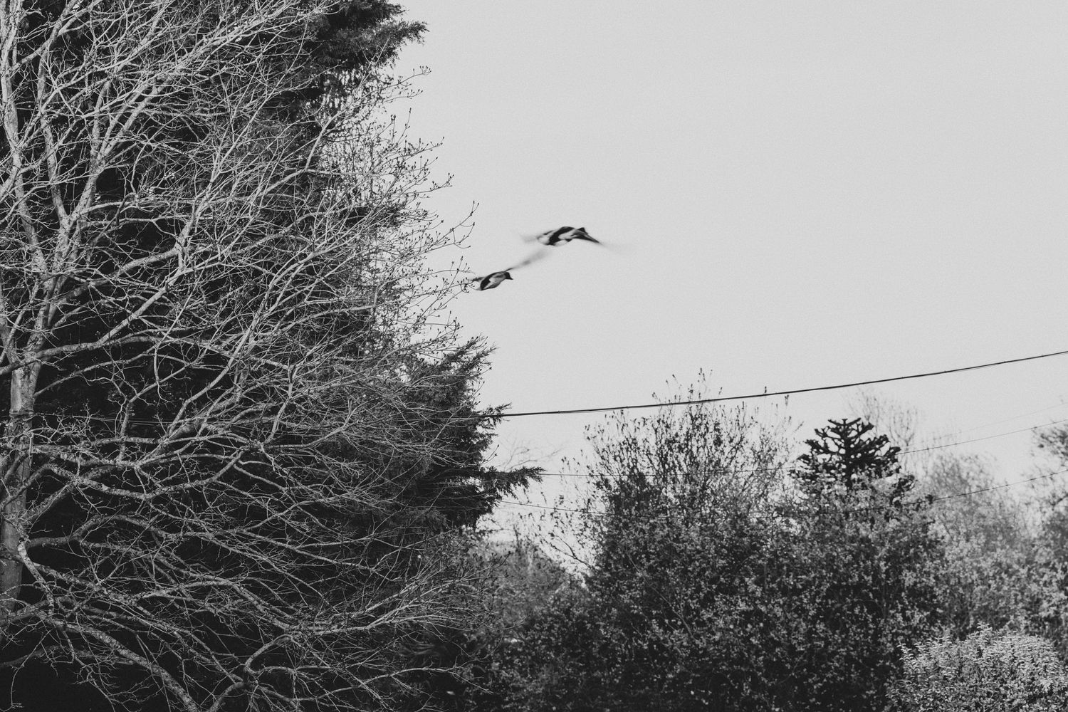 Black and white photo of birds flying over trees and a wire in a winter landscape.