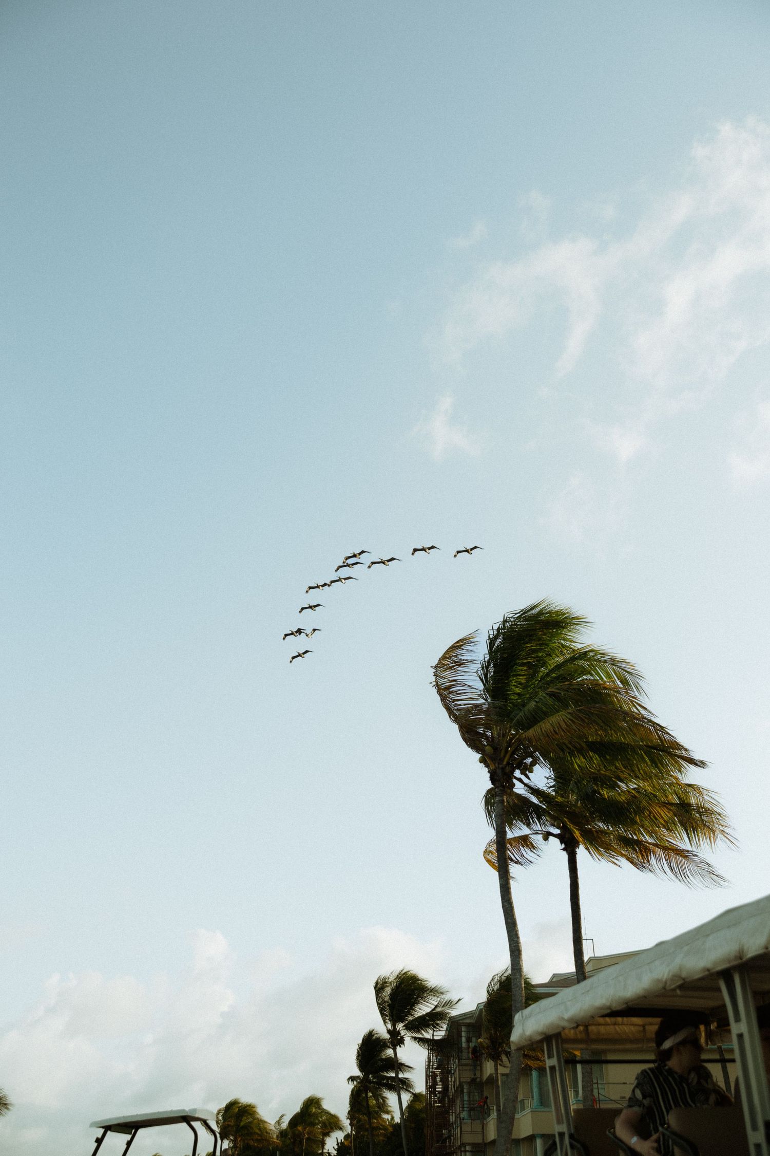 Palm trees swaying in strong wind with a flock of birds flying in formation against a clear blue sky.