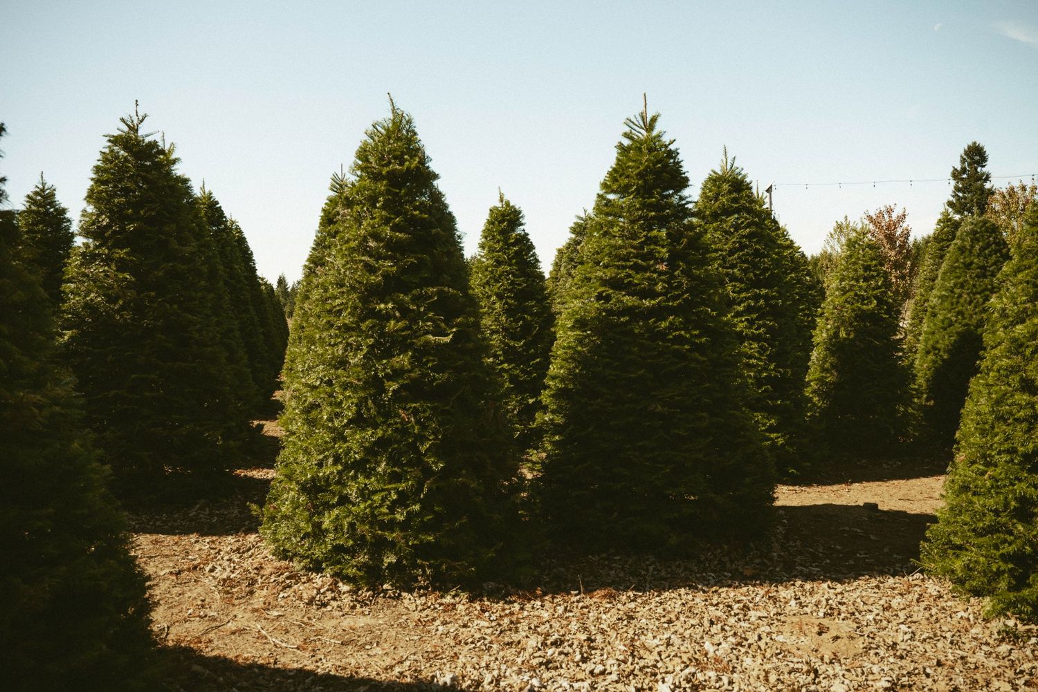 Rows of lush green Christmas trees growing on a tree farm with wood chip ground cover under a clear blue sky.