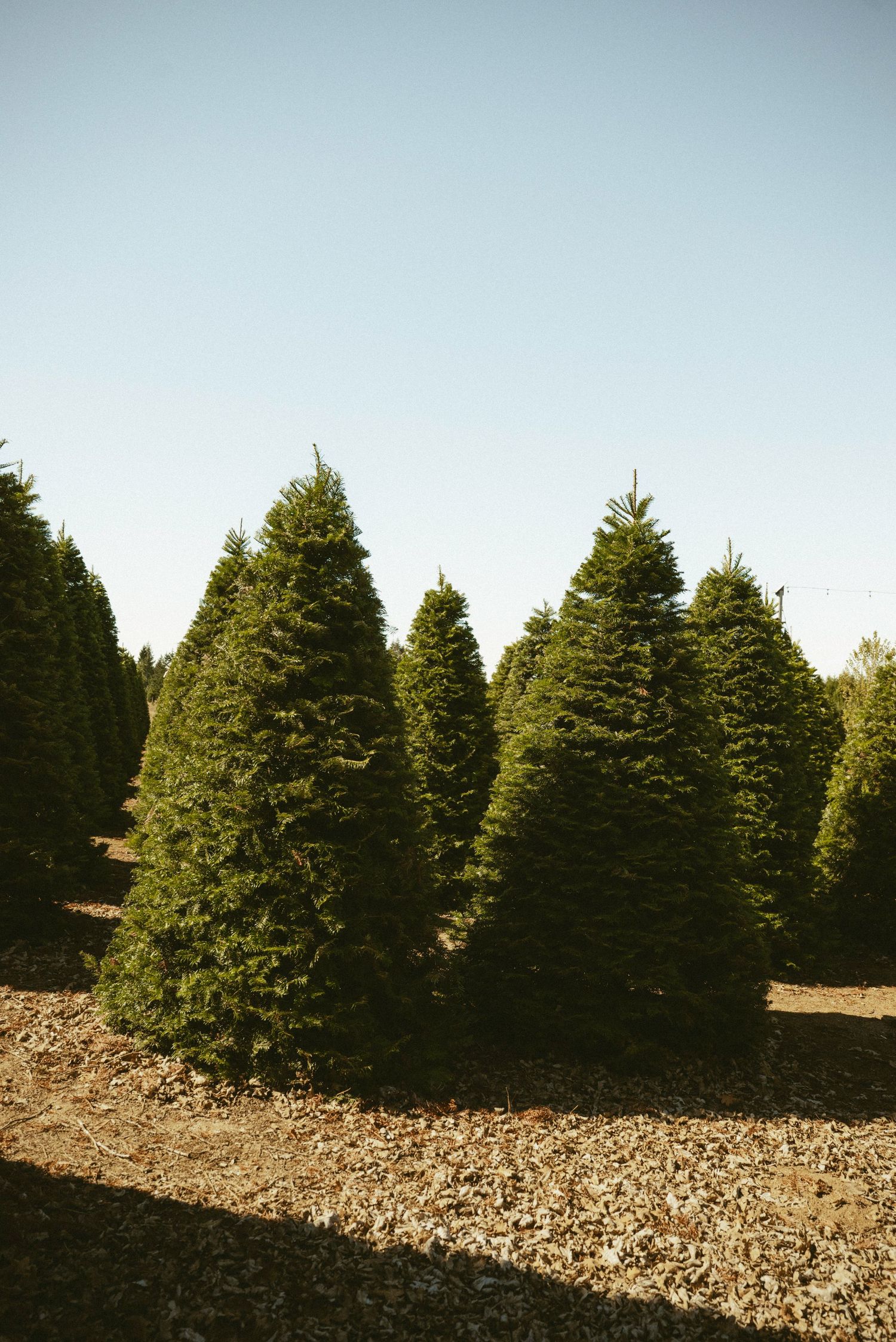 Rows of lush green Christmas trees growing at an outdoor tree farm under a clear blue sky.