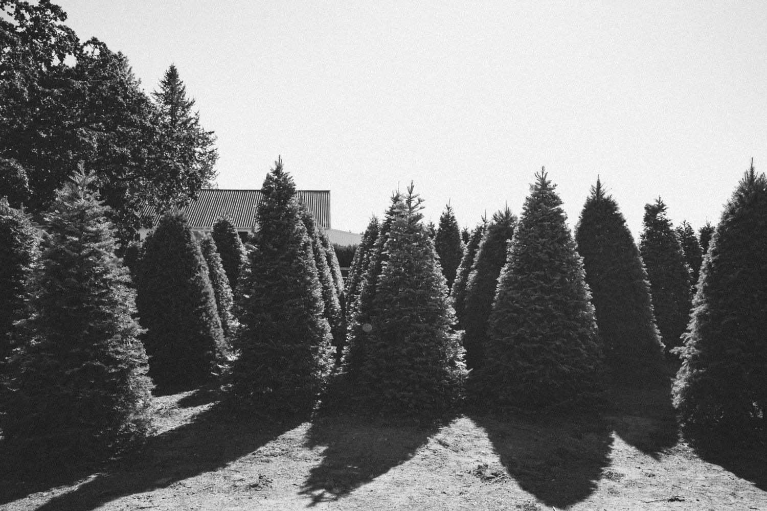 Black and white photo of rows of neatly trimmed evergreen Christmas trees at an outdoor tree farm.
