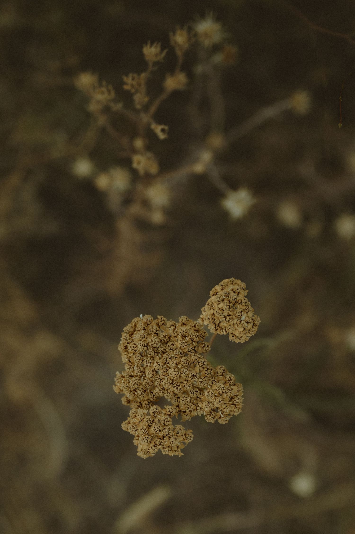 Detailed view of dried botanical specimens showing intricate natural patterns.