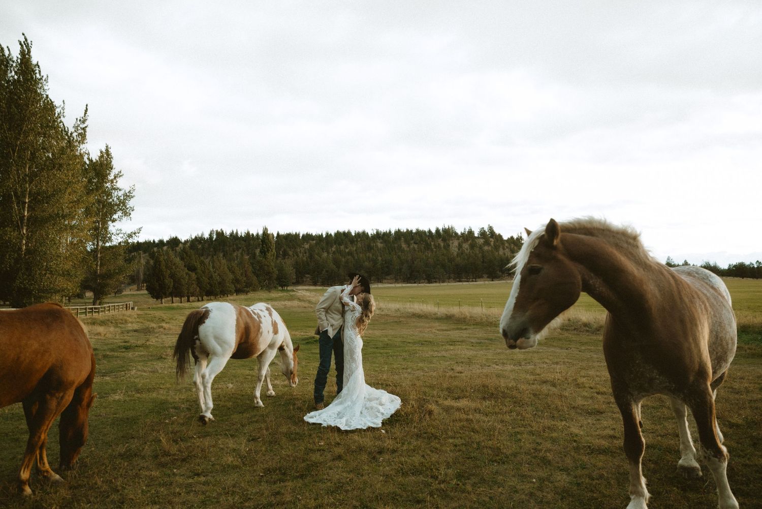 Wedding couple posing in a field with horses in the background.