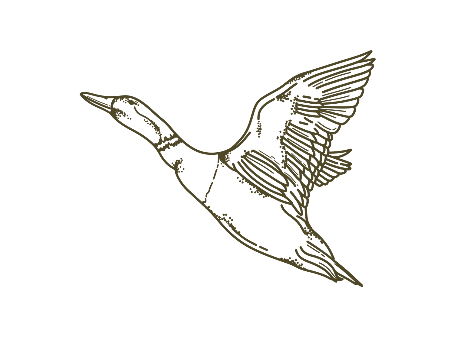Vintage engraving illustration of a mallard duck in flight with detailed line art on white background.