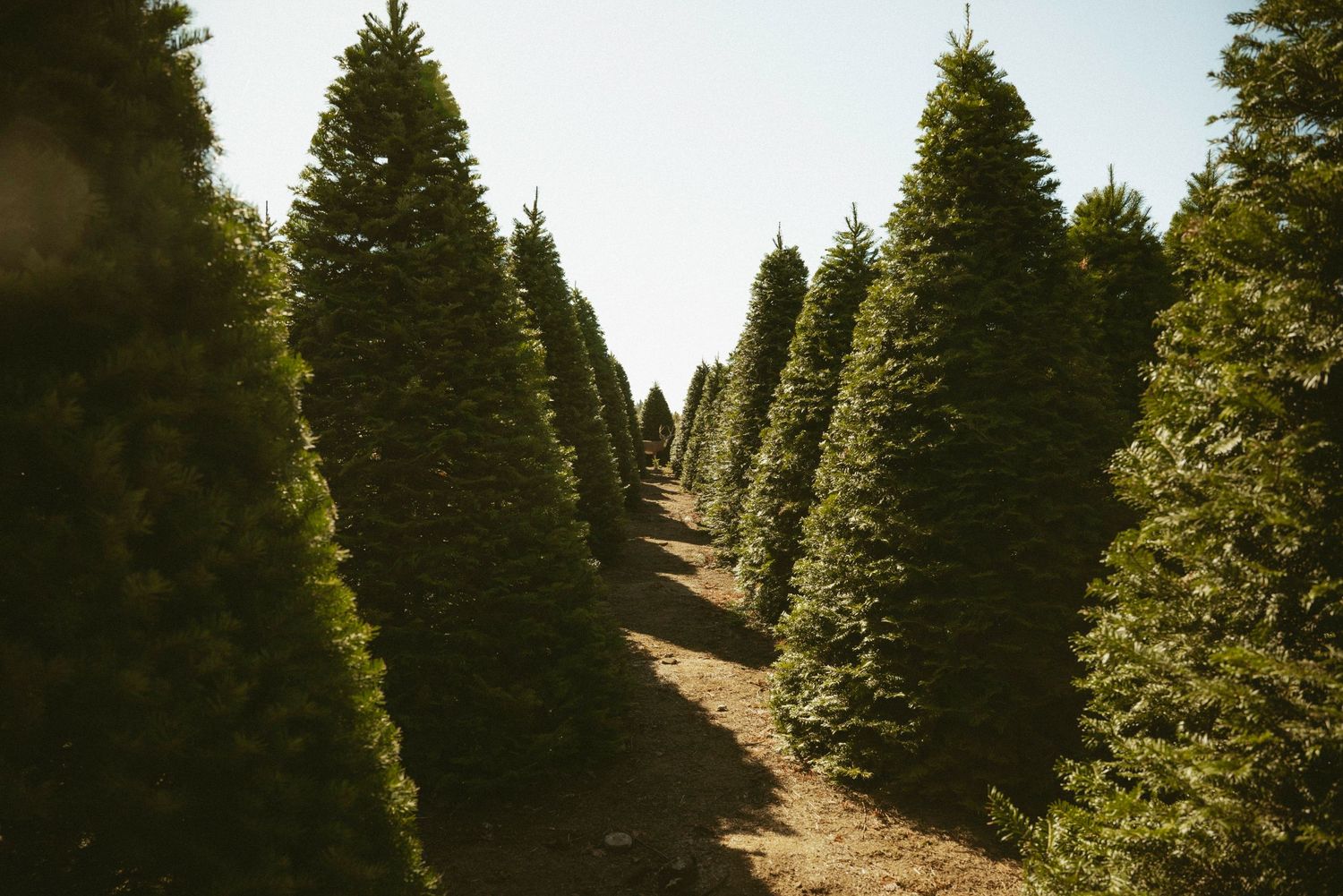 Rows of tall, lush green Christmas trees growing on a farm under bright sunlight.