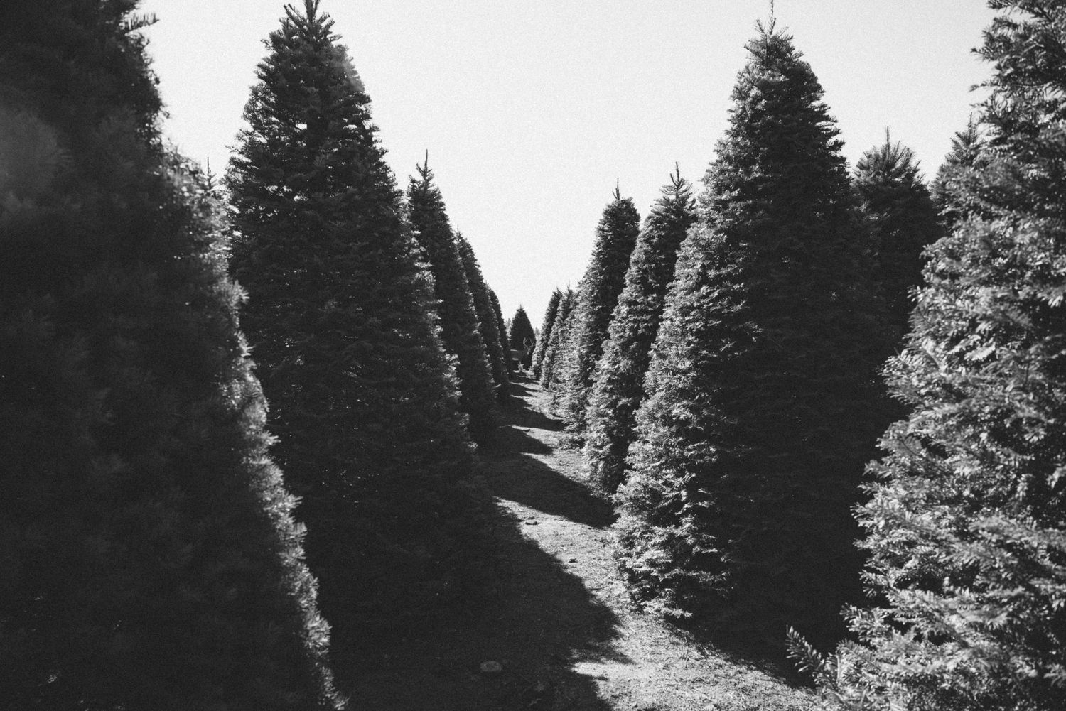 Black and white photo of rows of tall evergreen Christmas trees growing on a tree farm.