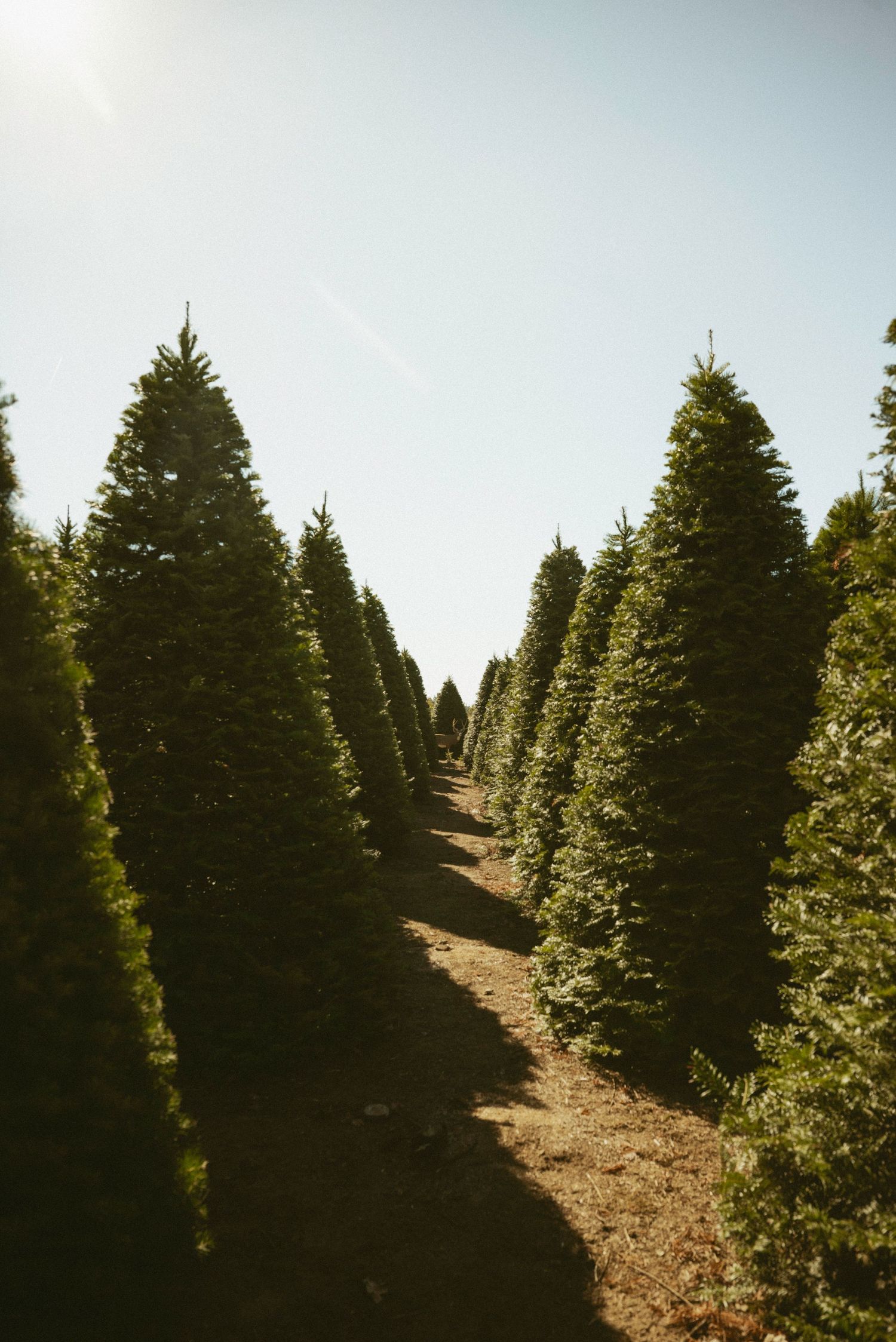 Rows of tall green Christmas trees growing on a sunny tree farm with a clear blue sky backdrop.