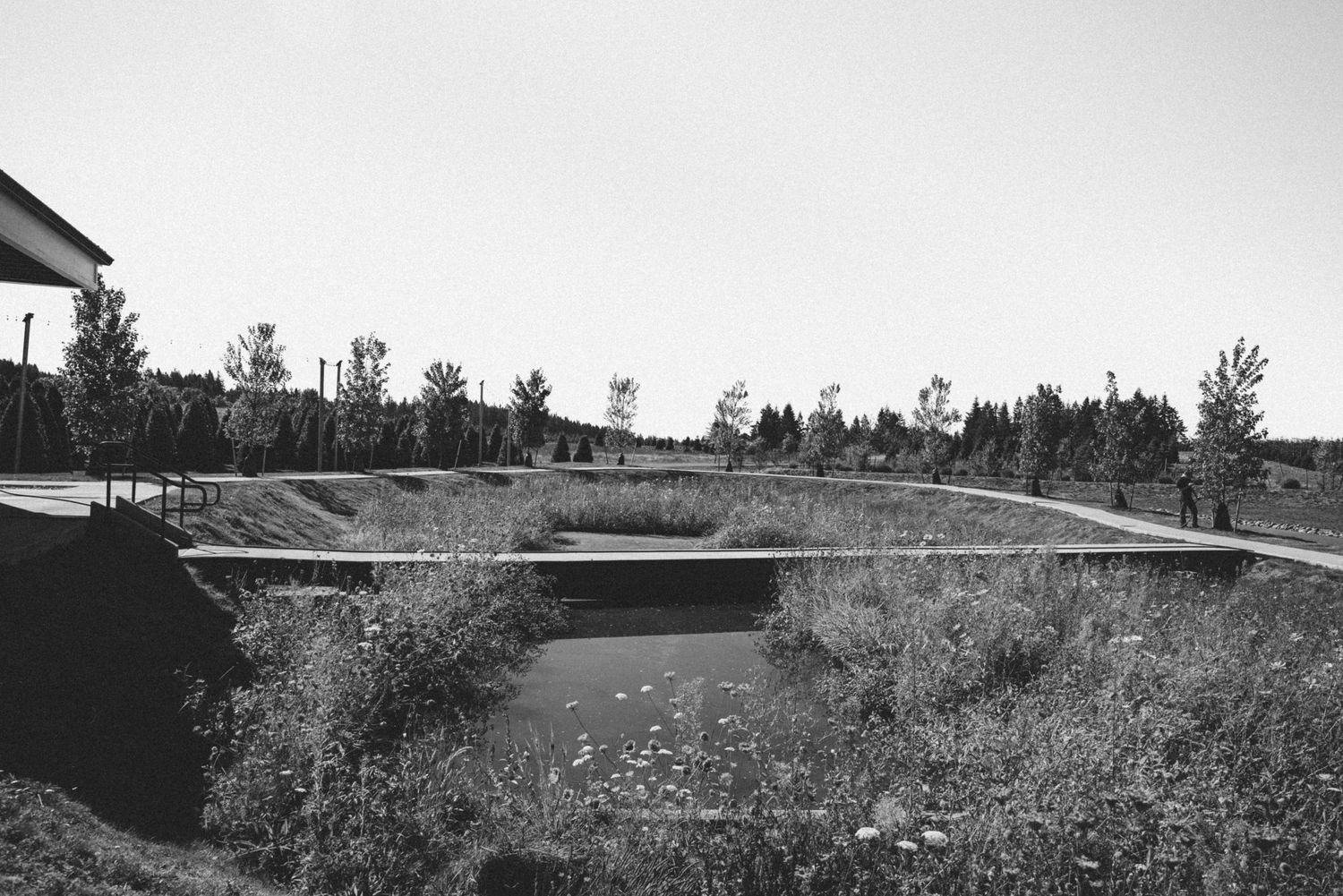 Black and white landscape photo of a sunken pond surrounded by wildflowers, trees, and grassy terrain under a clear sky.