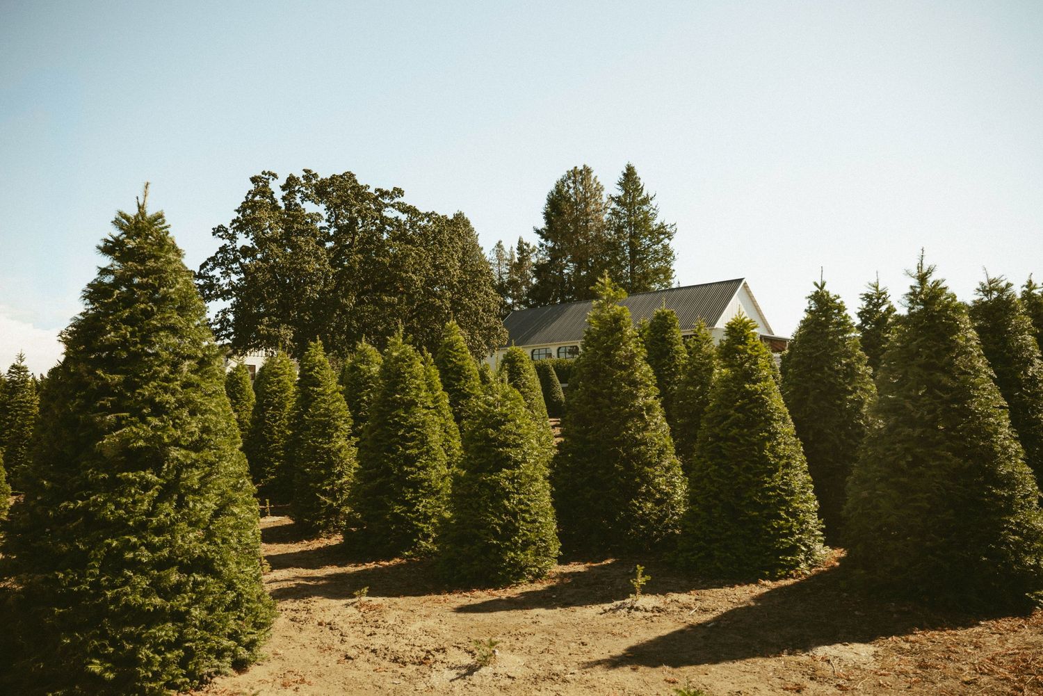 A lush Christmas tree farm with rows of green fir trees and a white farmhouse nestled among the trees under a clear sky.