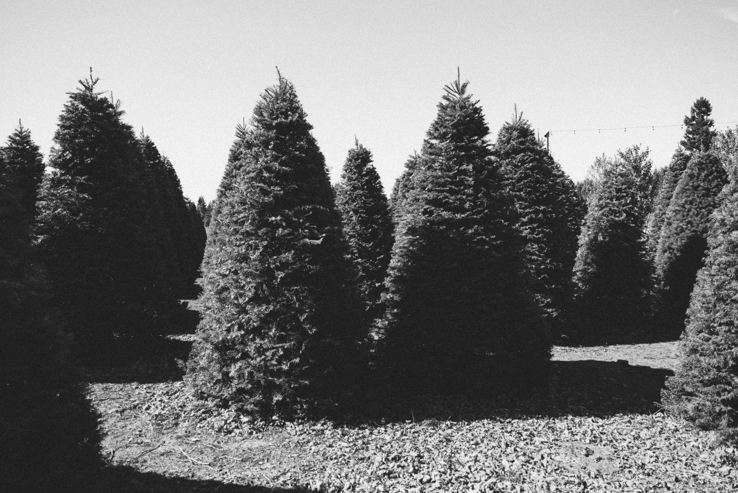 Black and white photo of a Christmas tree farm with rows of perfectly shaped evergreen trees.