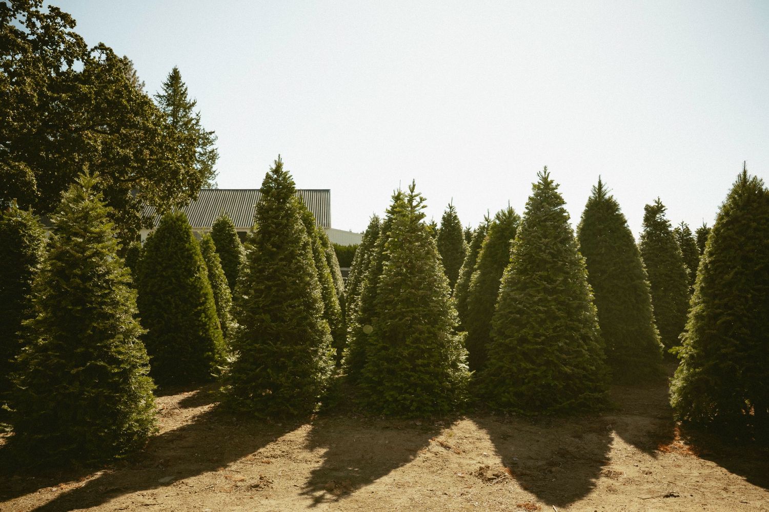 Rows of lush green Christmas trees growing outdoors at a tree farm on a sunny day.