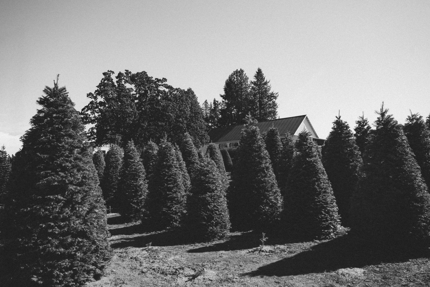 Black and white photo of a Christmas tree farm with rows of evergreen trees and a white house in the background.