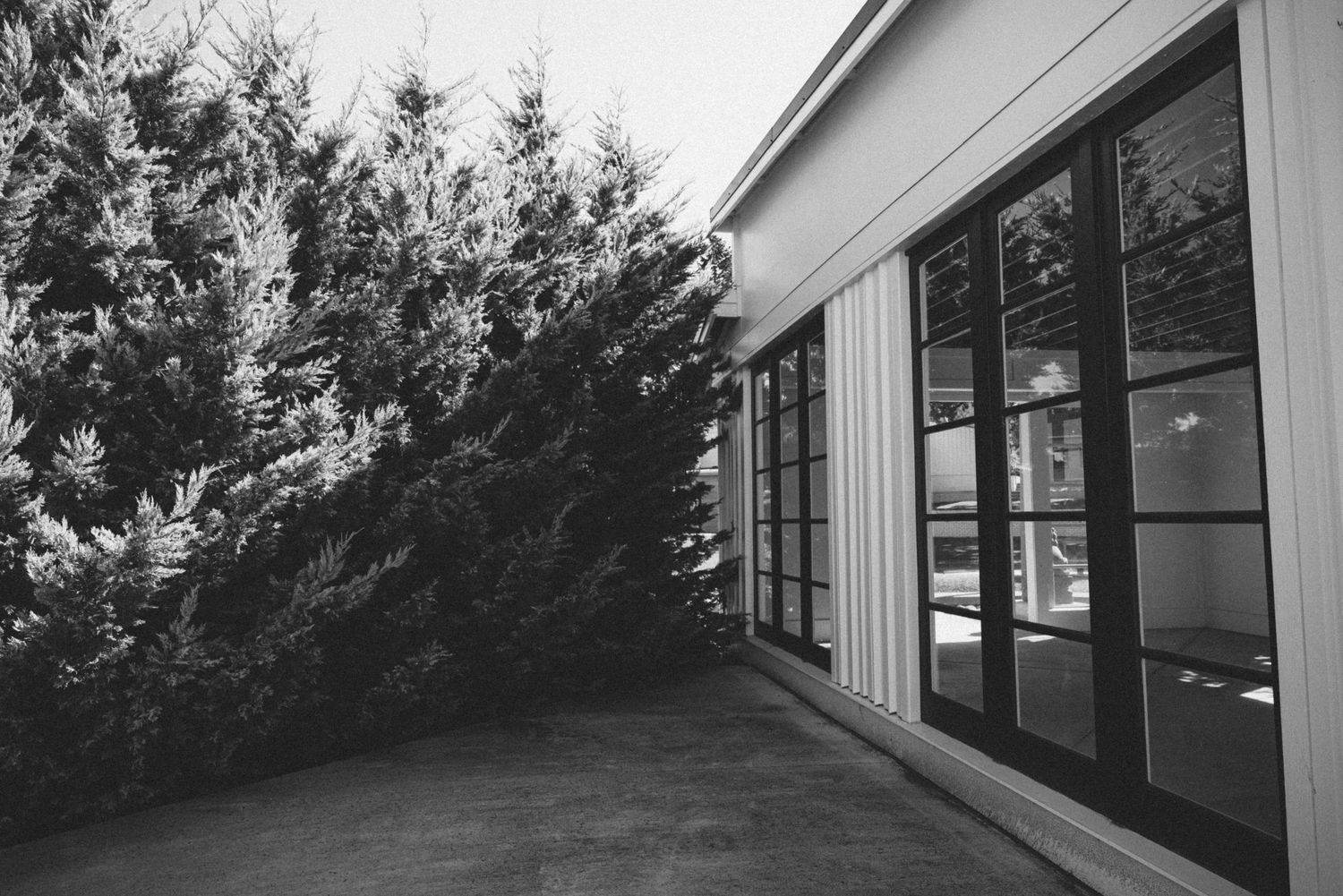 Black and white photo of lush evergreen trees beside a modern building with large glass French doors and a concrete patio.