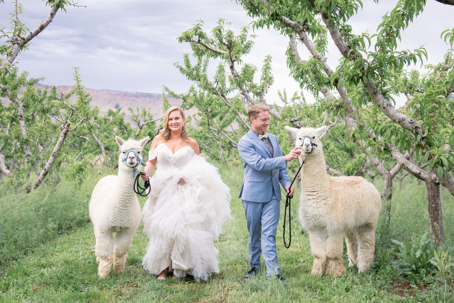 Bride and groom walking with two white alpacas in a peach orchard on their wedding day in Palisade Colorado